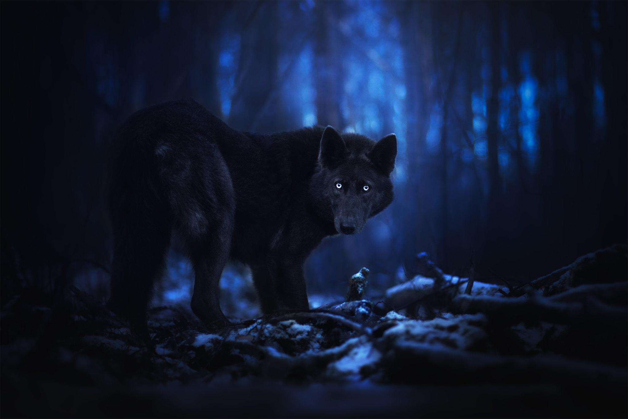 Dark Wolf Eyes Wallpapers Top Free Dark Wolf Eyes Backgrounds