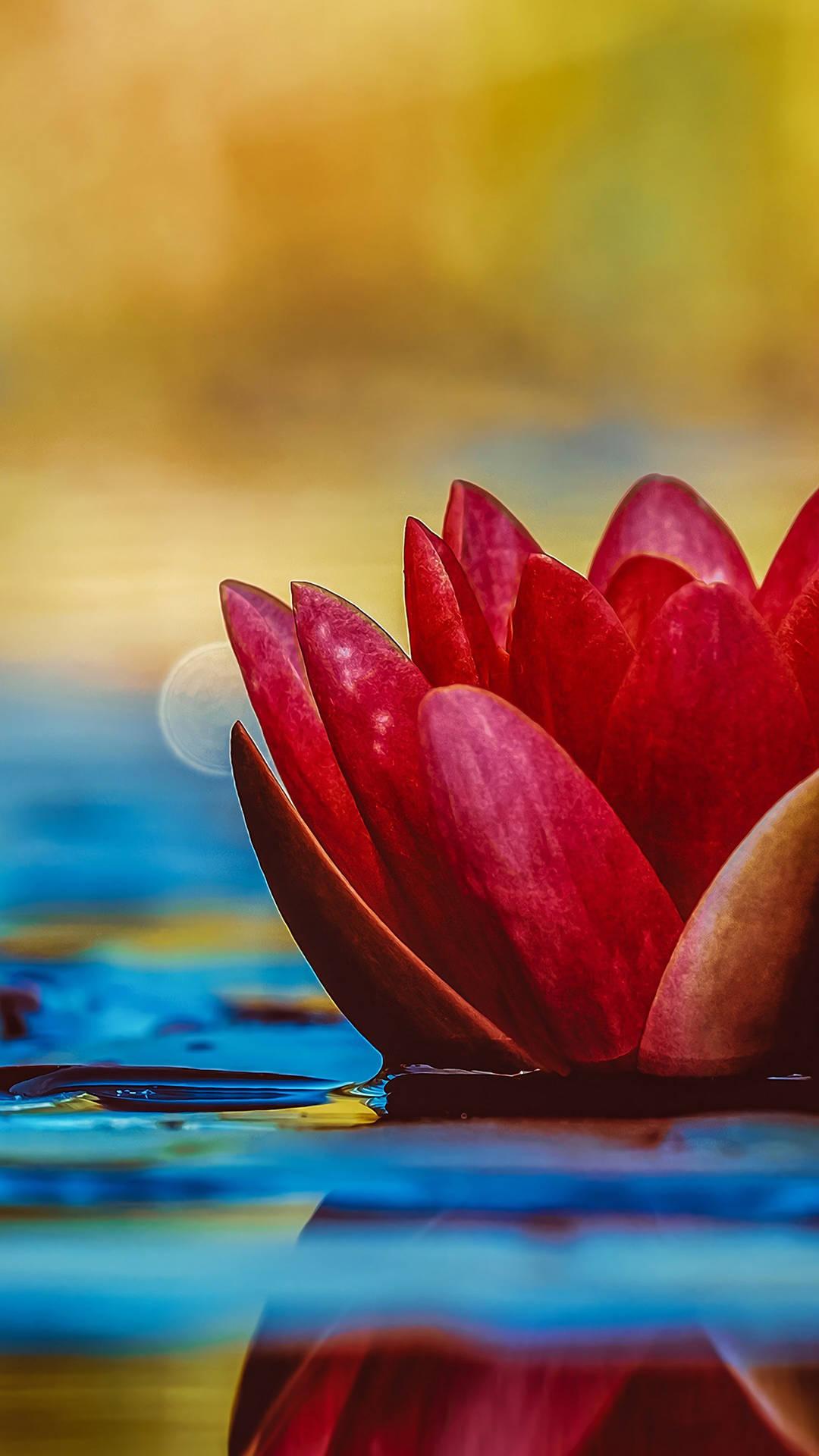 Red Lotus Flower Wallpapers - Top Free Red Lotus Flower Backgrounds