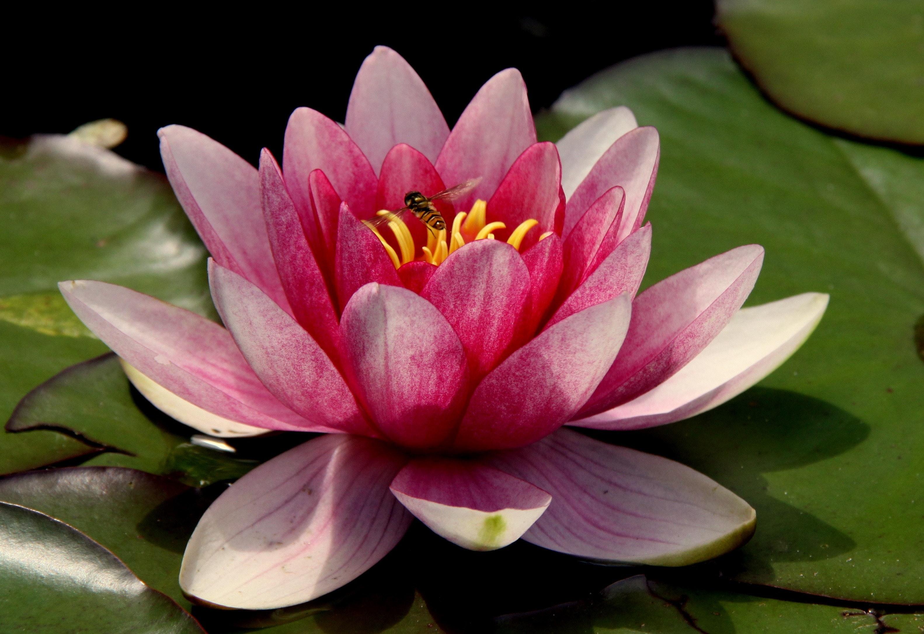 Red Lotus Flower Wallpapers - Top Free Red Lotus Flower Backgrounds