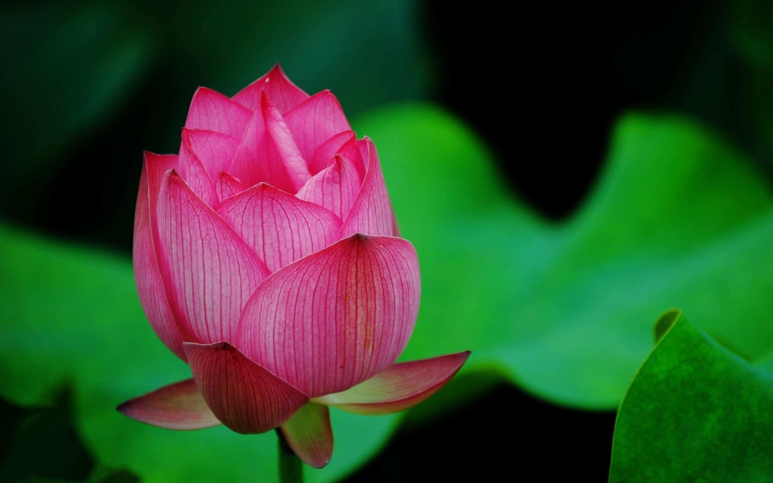 2560x1600 Wallpaper Pink Lotus Flower in Bloom, Background Free Image