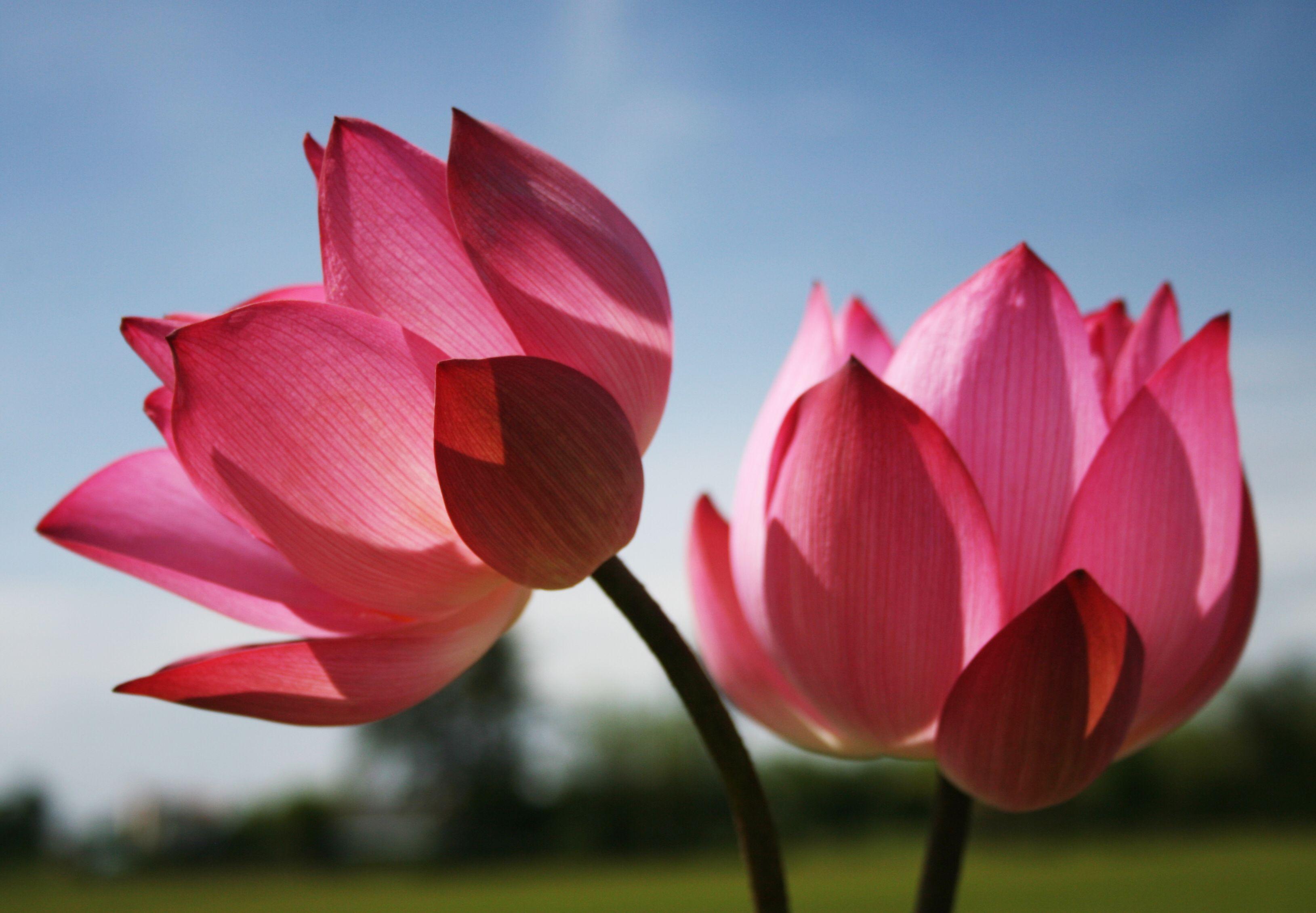 3258x2261 image of Flowers with Pink Lotus Flower for Beautiful Nature Wallpaper Wallpaper. Wallpaper Download. High Resolution Wallpaper. Lotus flower picture, Lotus flower wallpaper, Lotus flower image