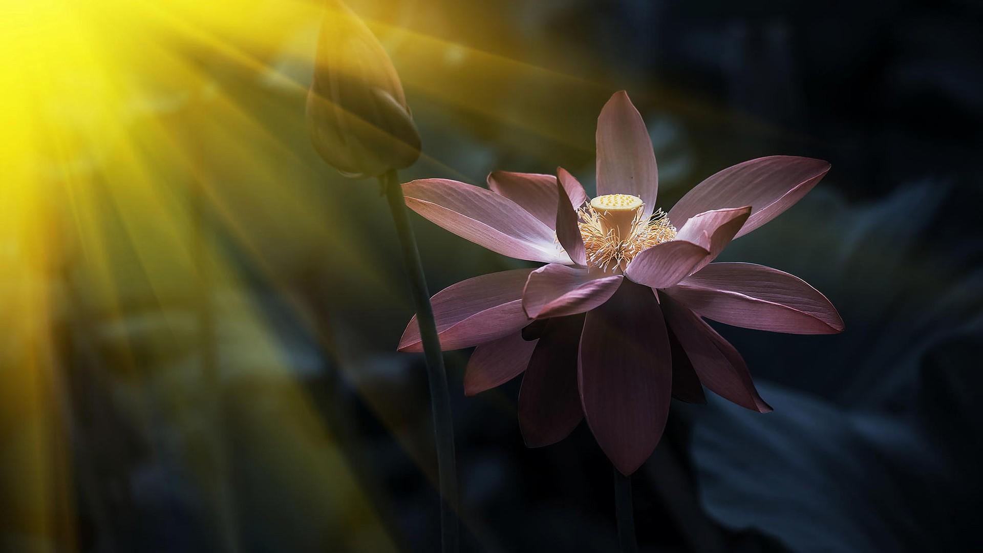 1920x1080 Desktop Wallpaper Pink Lotus Flower Sunlight, HD Image, Picture, Background, Jsprq0