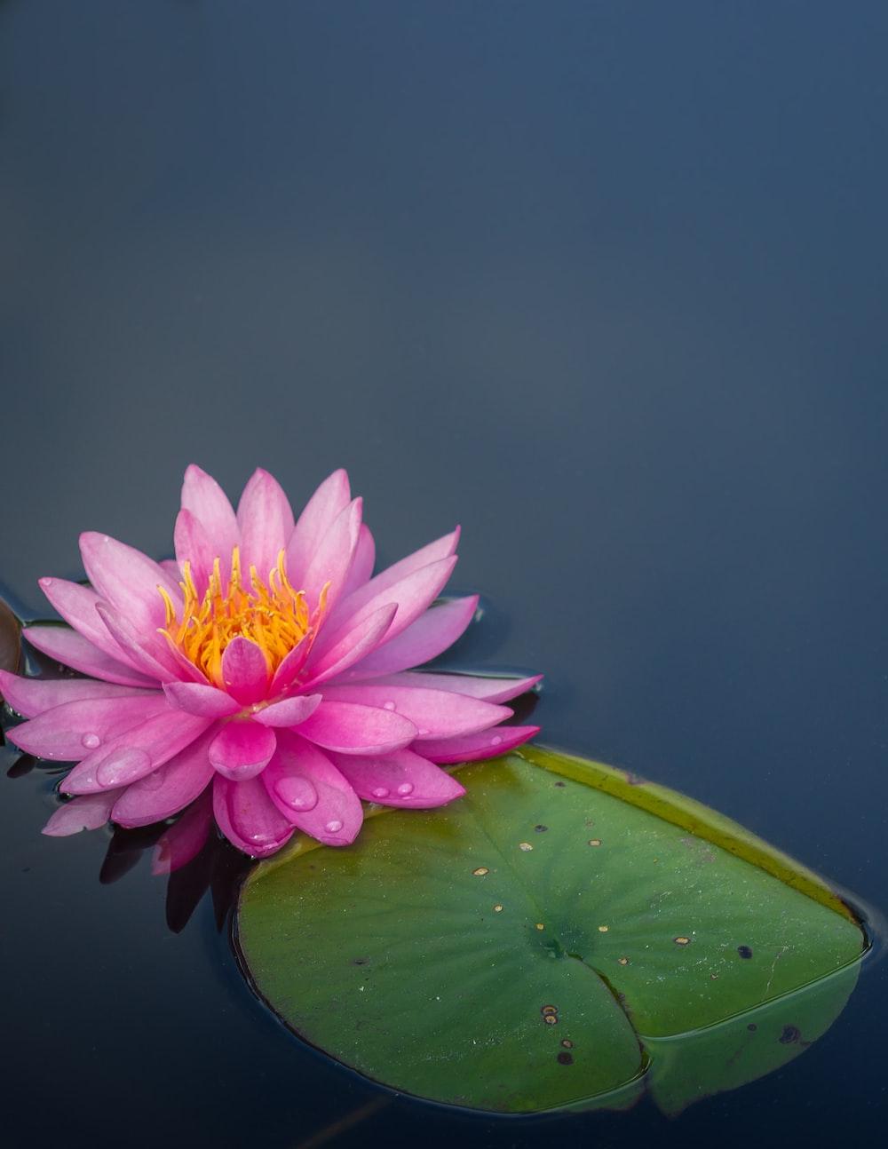 1000x1294 Lotus Flower Picture. Download Free Image