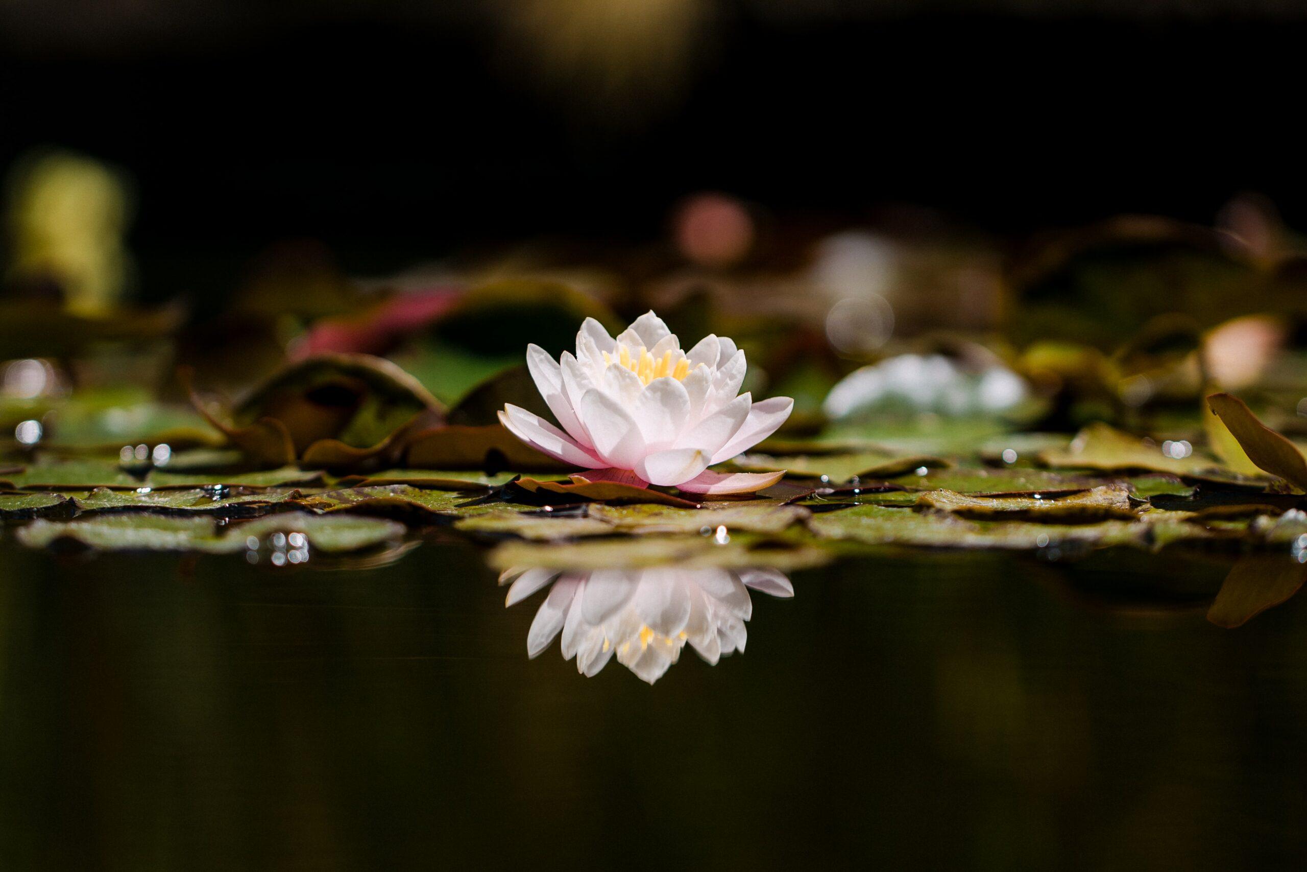 2560x1707 What Color is a Lotus Flower and Why? •
