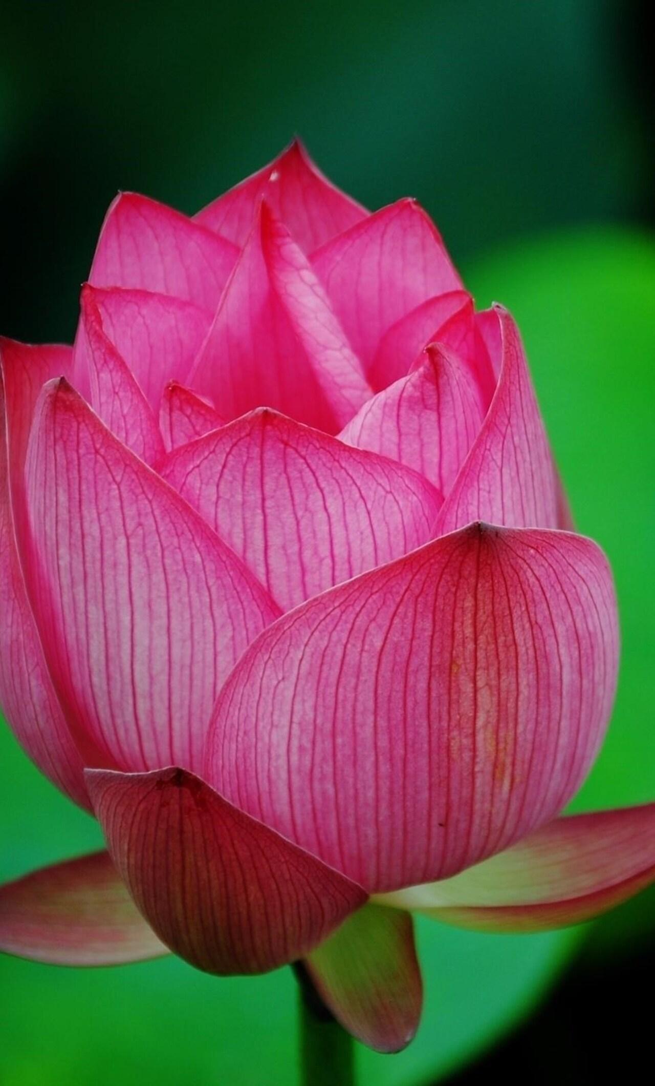 1280x2120 Lotus Flower Pink iPhone HD 4k Wallpaper, Image, Background, Photo and Picture