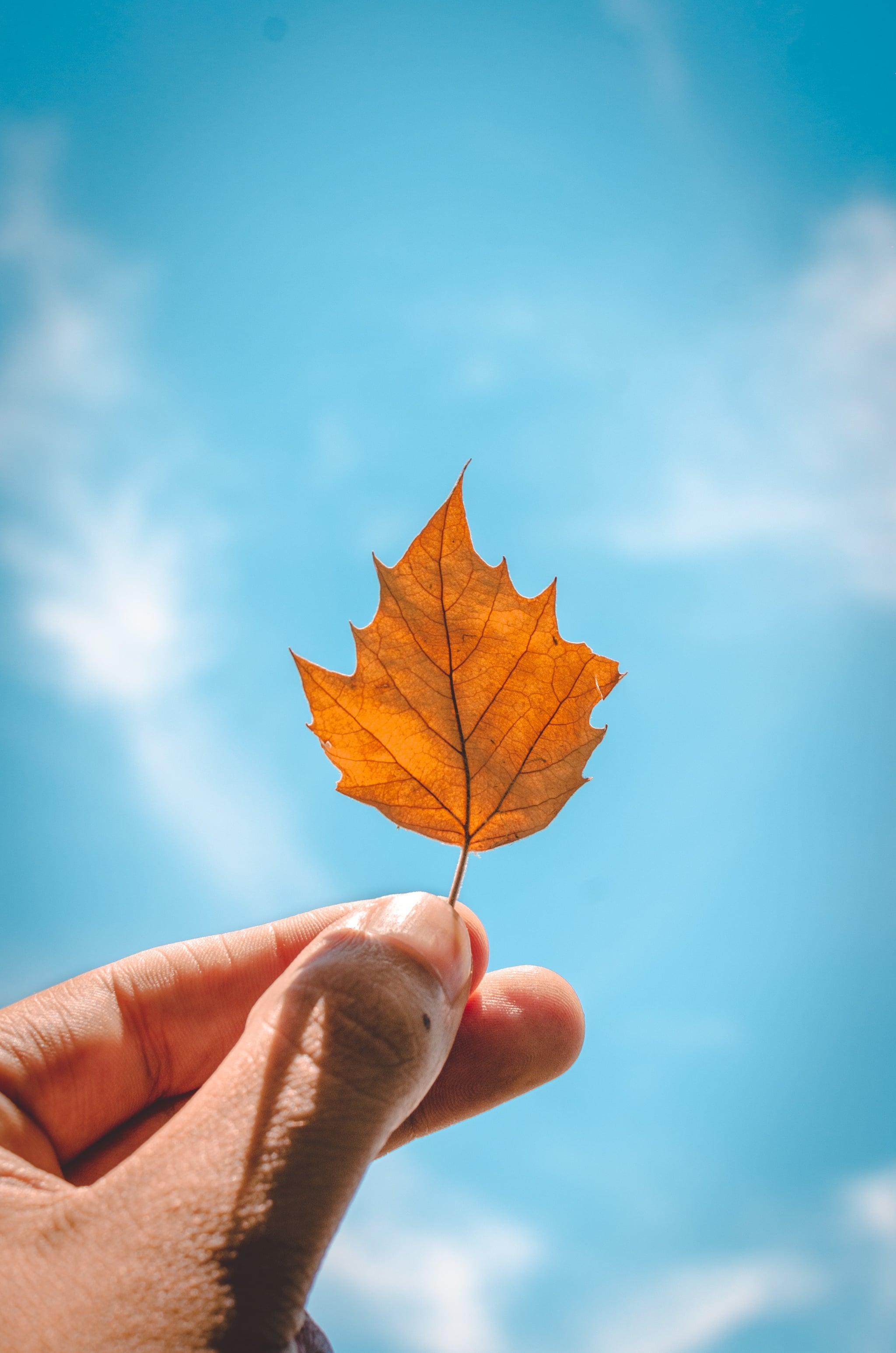 2048x3092 Fall Background: Baby Leaf iPhone Wallpaper Fall iPhone Wallpaper That'll Instantly Make You Feel Cozy. Tech Photo 48
