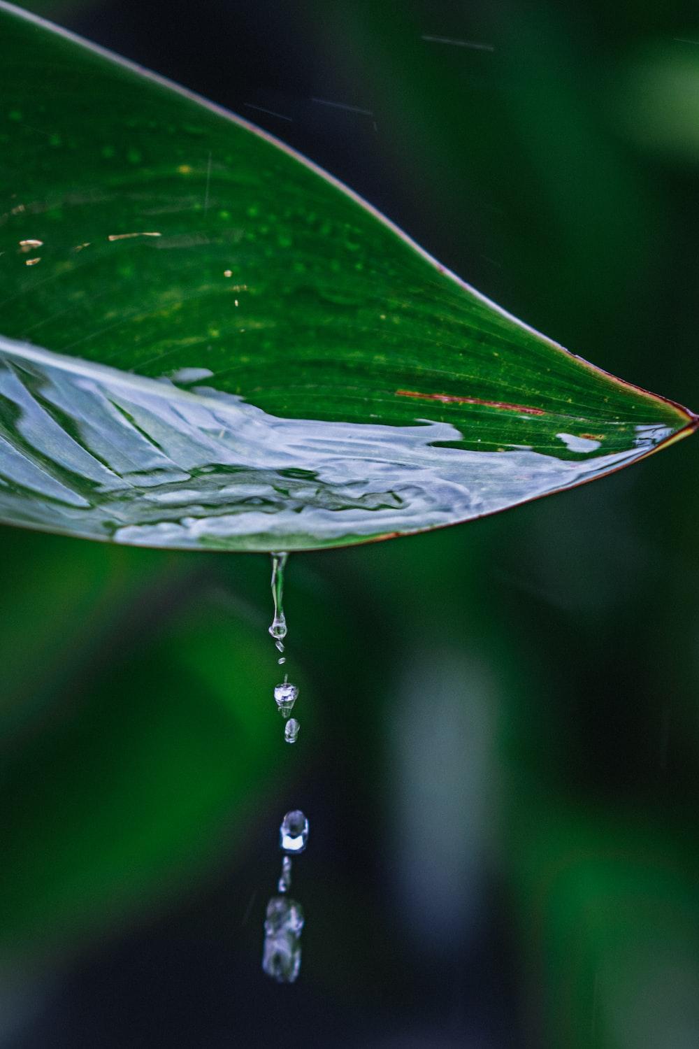 1000x1500 Water Droplets On Leaf Picture. Download Free Image
