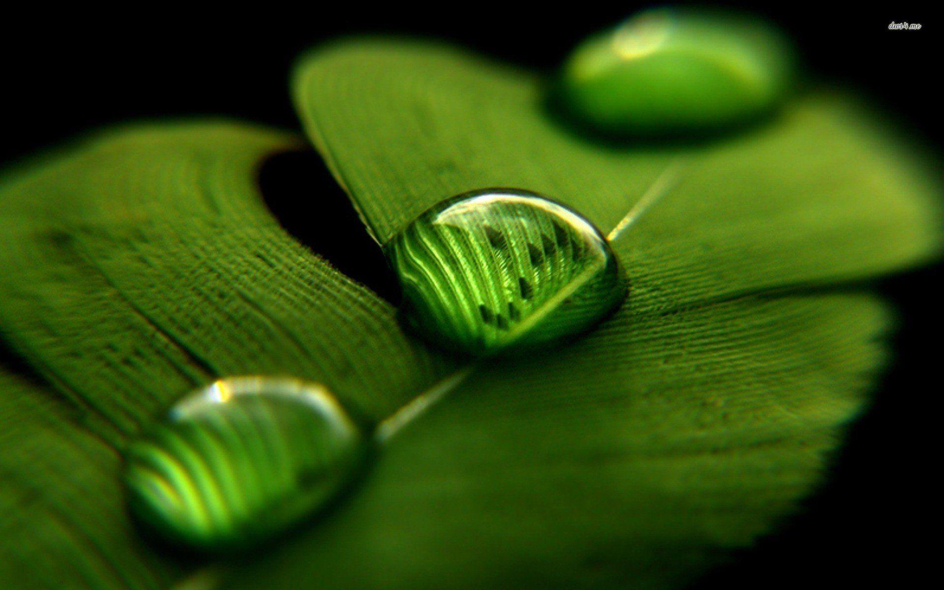 1920x1200 Cute Water Drops Leaf Wallpaper Wallpaper HD. Green nature wallpaper, Green nature, Water drop photography