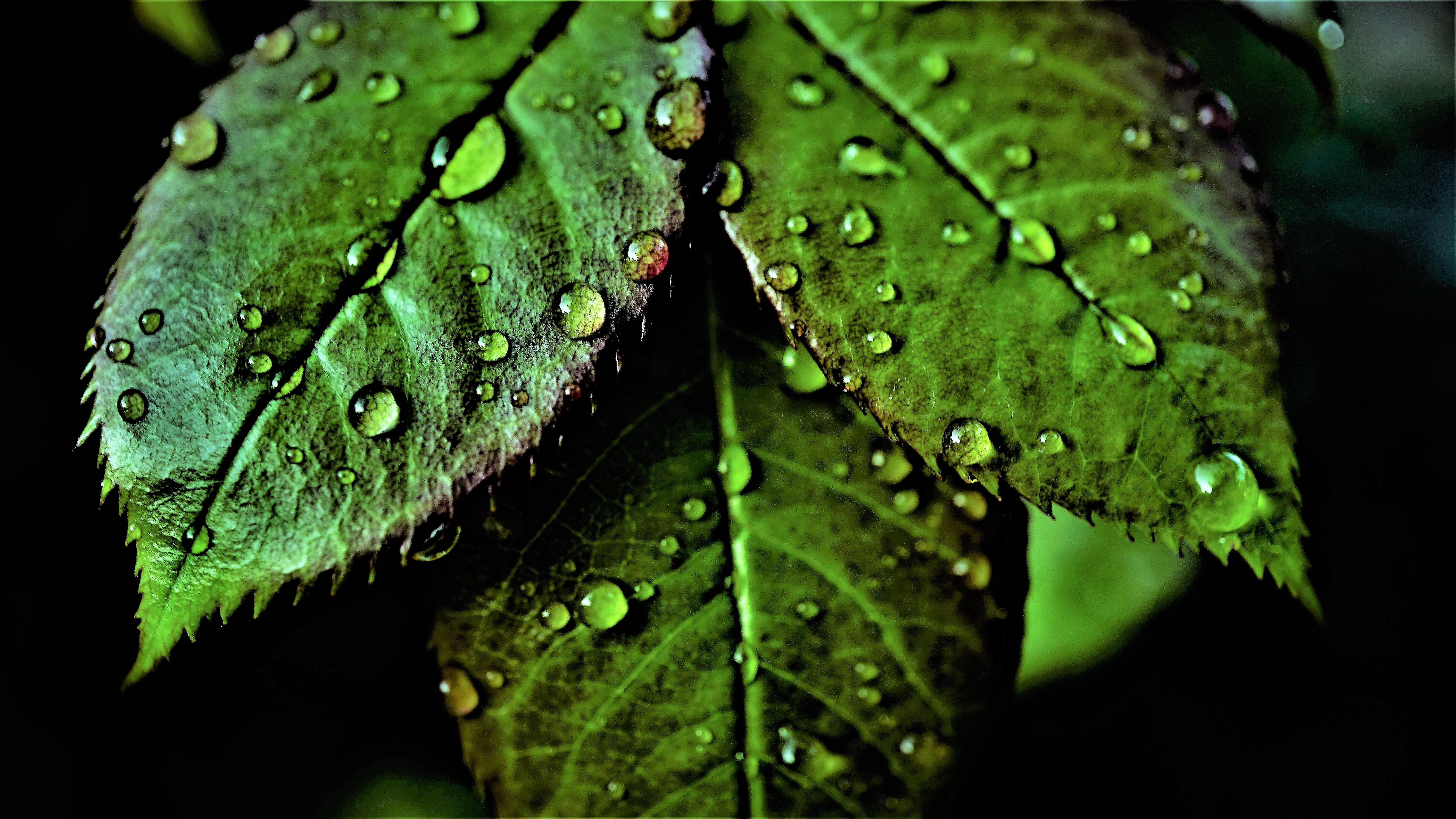 6000x3376 Green leaves Wallpaper 4K, Pattern, Water drops, Nature