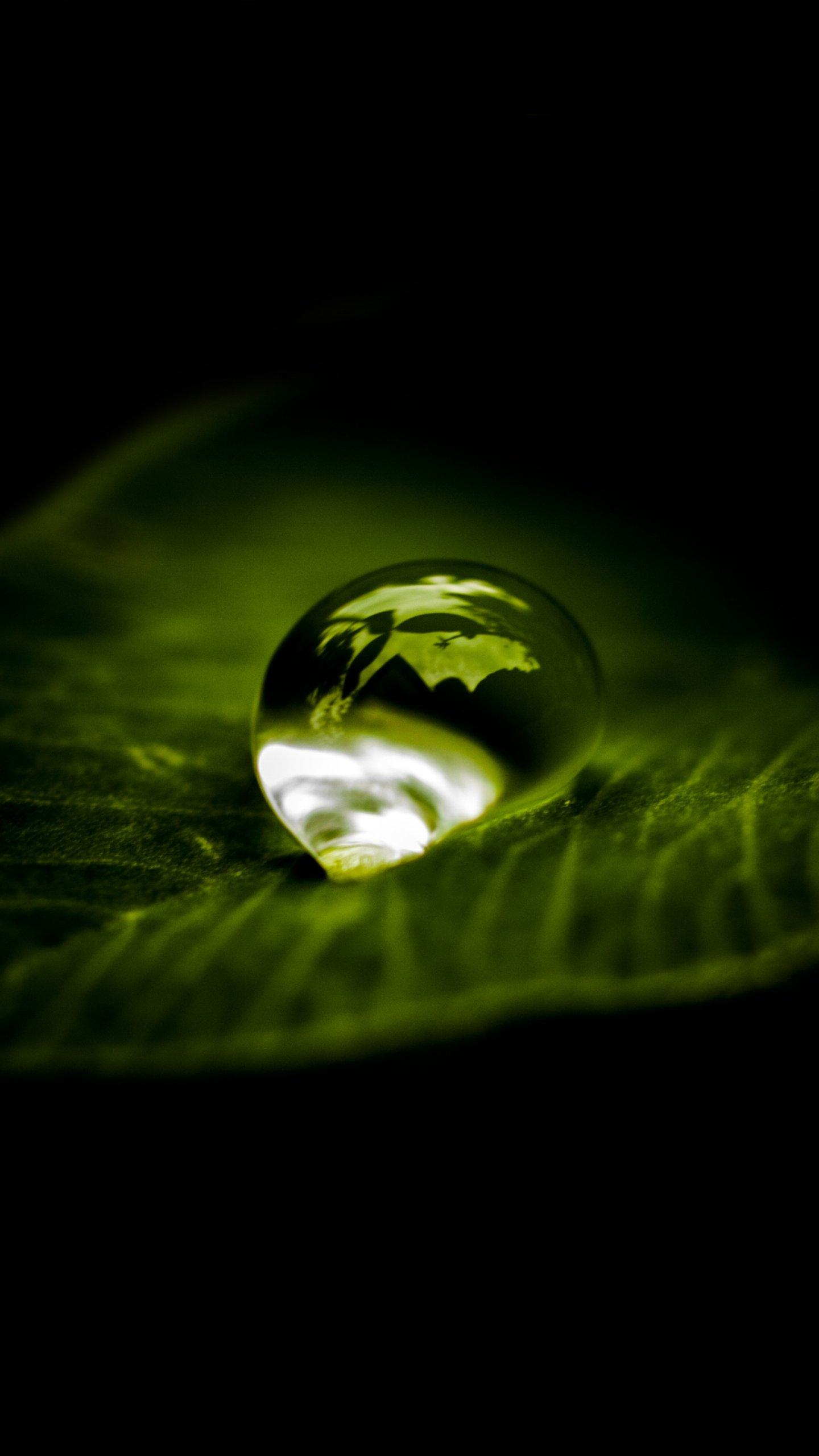 1440x2560 Waterdrop on Leaf Wallpaper, Android & Desktop Background