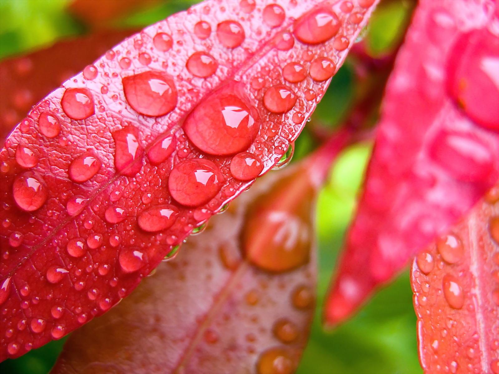 1600x1200 Free download Water Drops on Leaves Wallpaper HD Wallpaper [1600x1200] for your Desktop, Mobile & Tablet. Explore HD Water Drops Wallpaper. Rain Drops Wallpaper, Water Drops Background, Water Drops Wallpaper