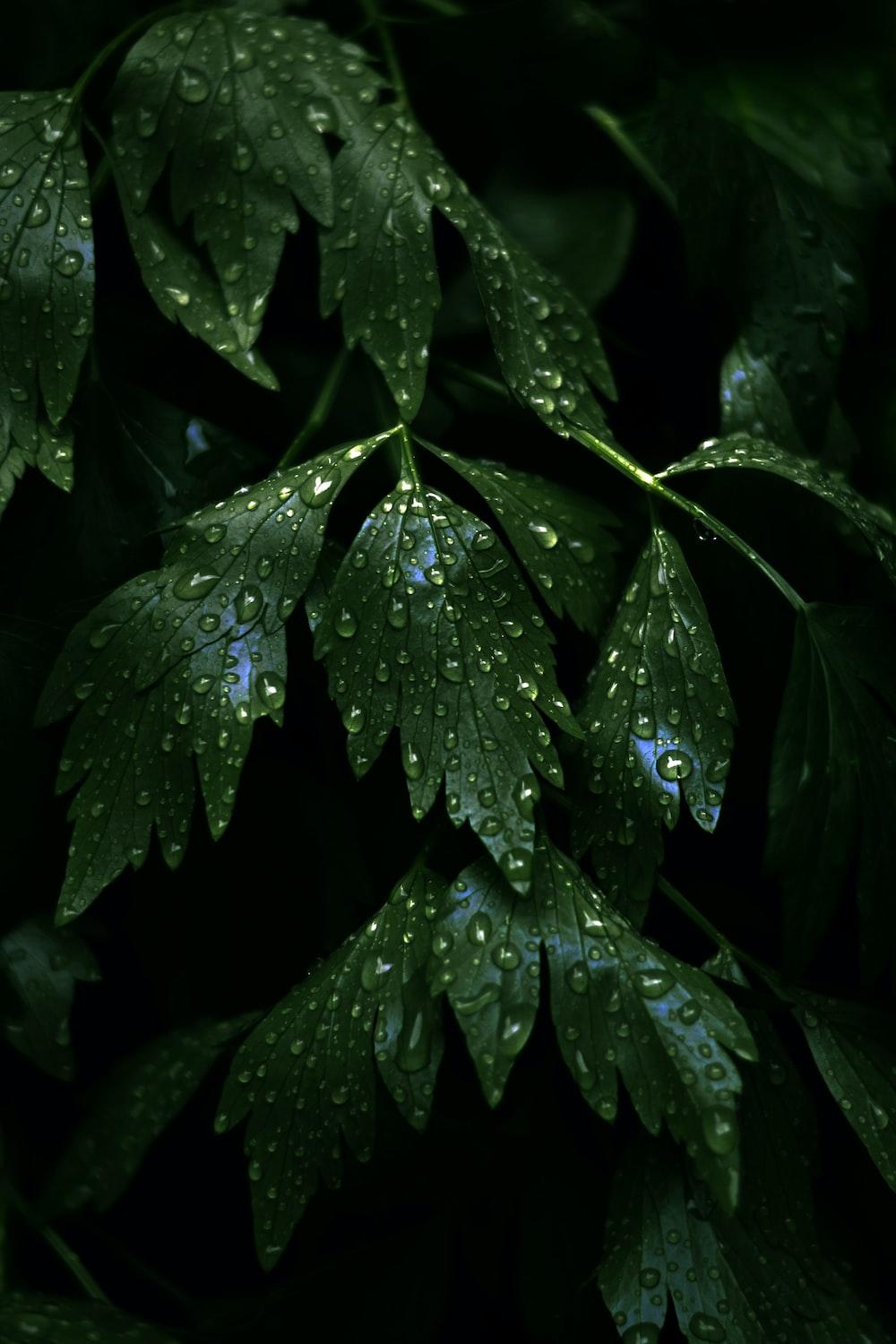 1000x1500 Water Droplets On A Leaf Picture. Download Free Image