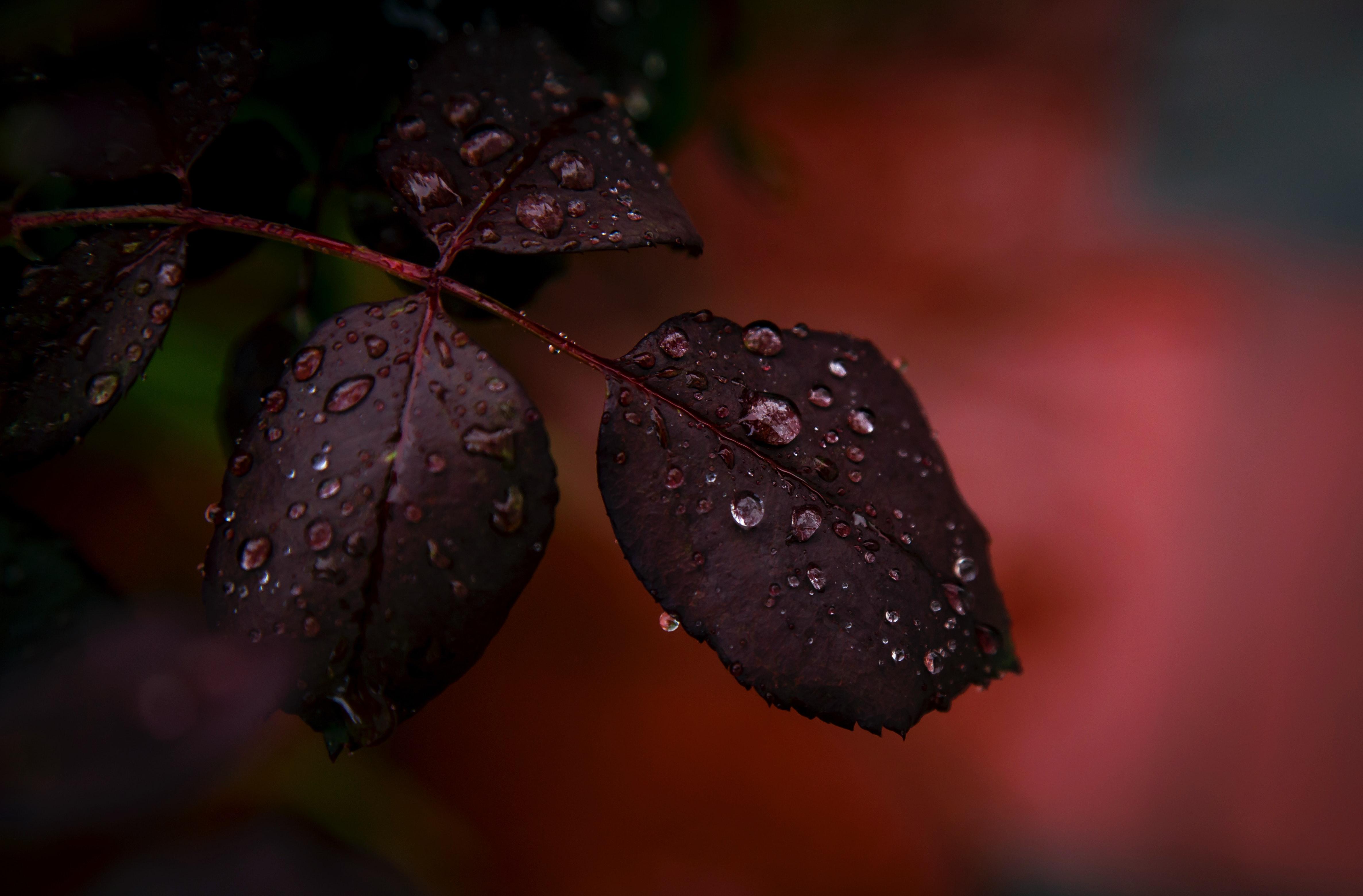4746x3122 Drops Of Water Photo, Download The BEST Free Drops Of Water & HD Image
