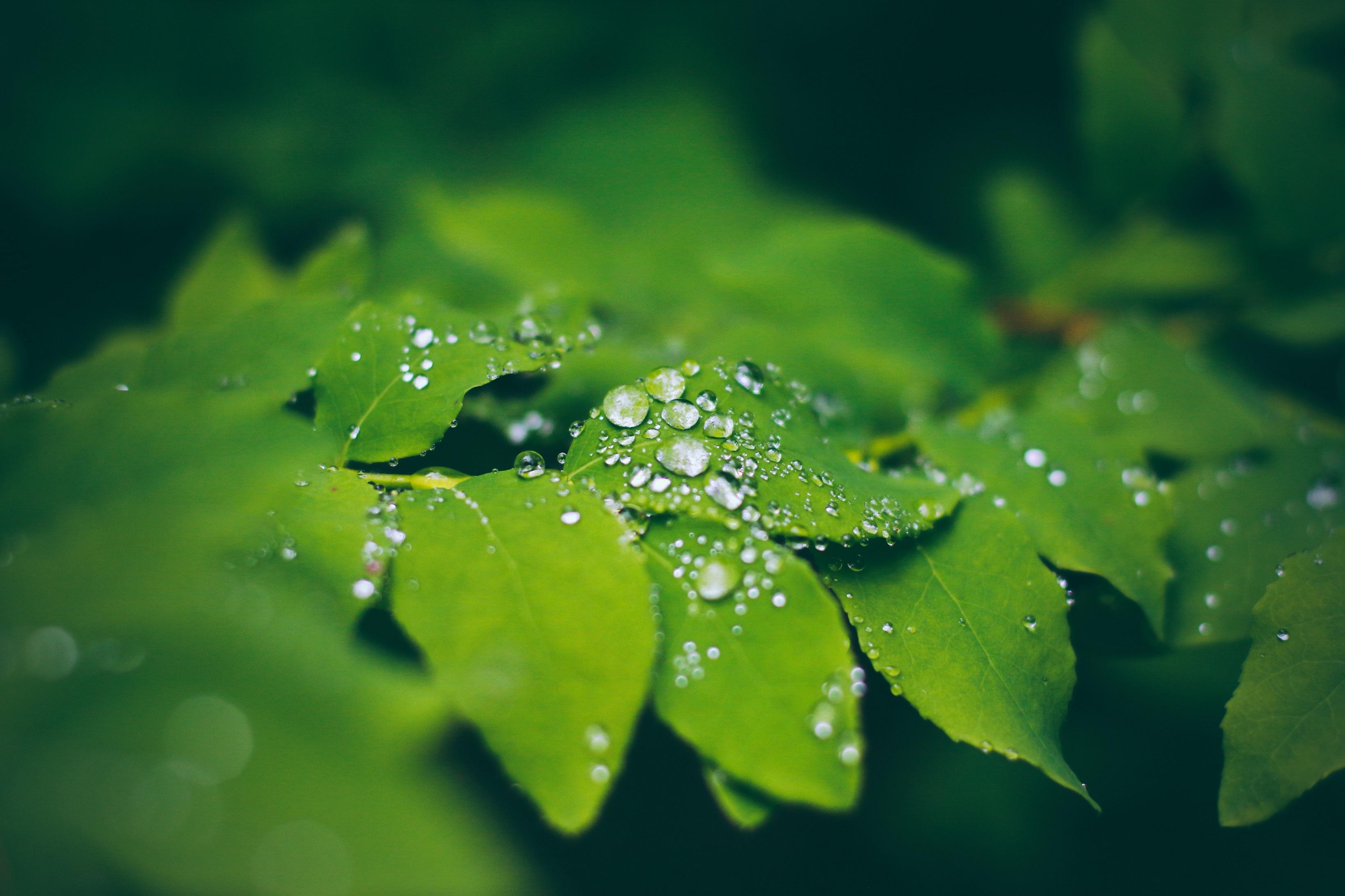 3284x2189 Water droplets gather on leaves in the Alaskan rainforest, Ketchikan