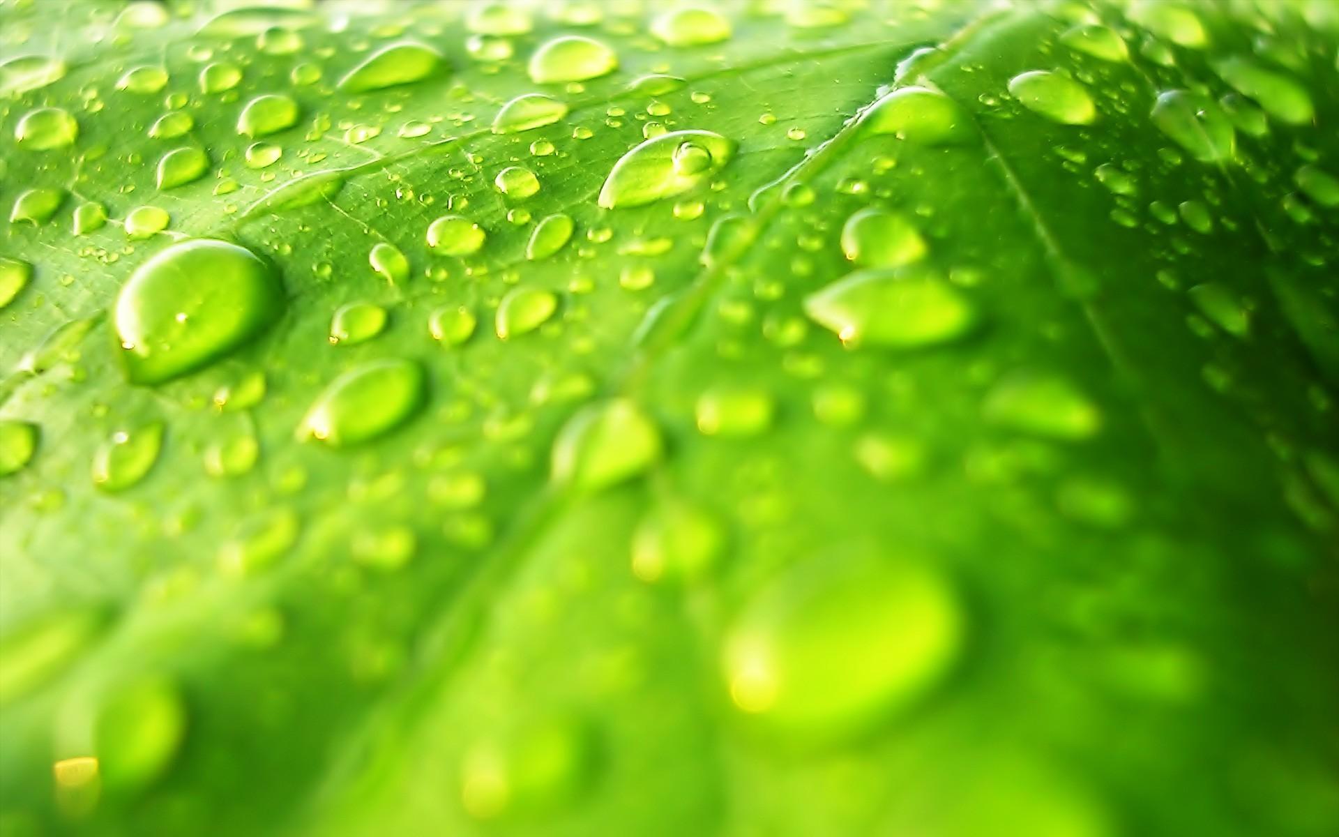 1920x1200 Water Drops Leaf Wallpaper