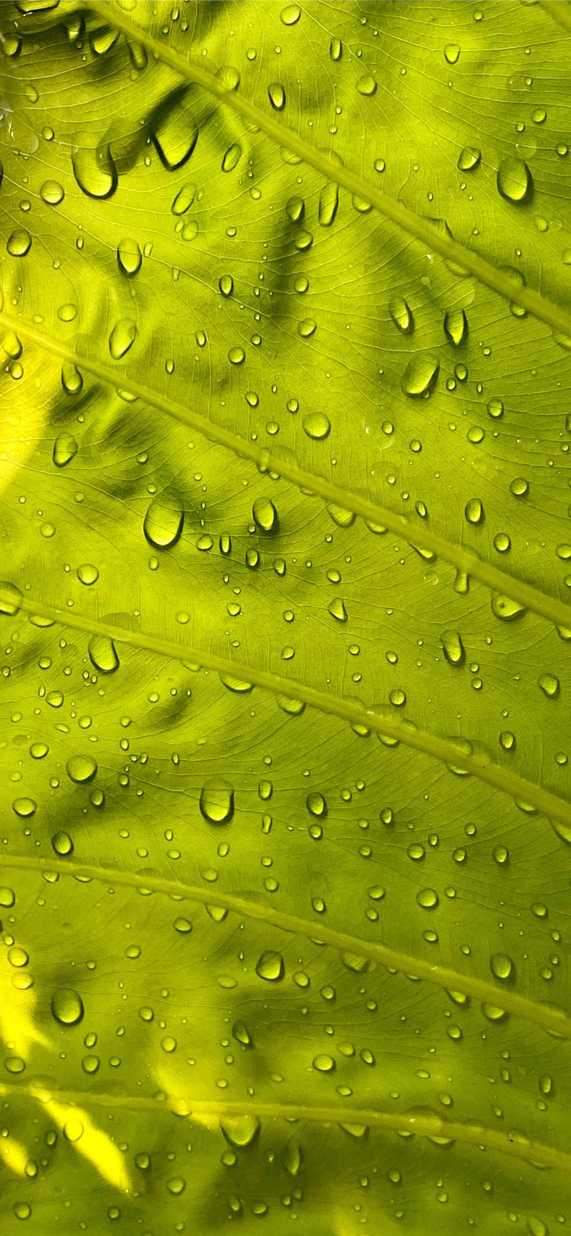 1125x2436 water drops on green leaf iPhone X Wallpaper Free Download