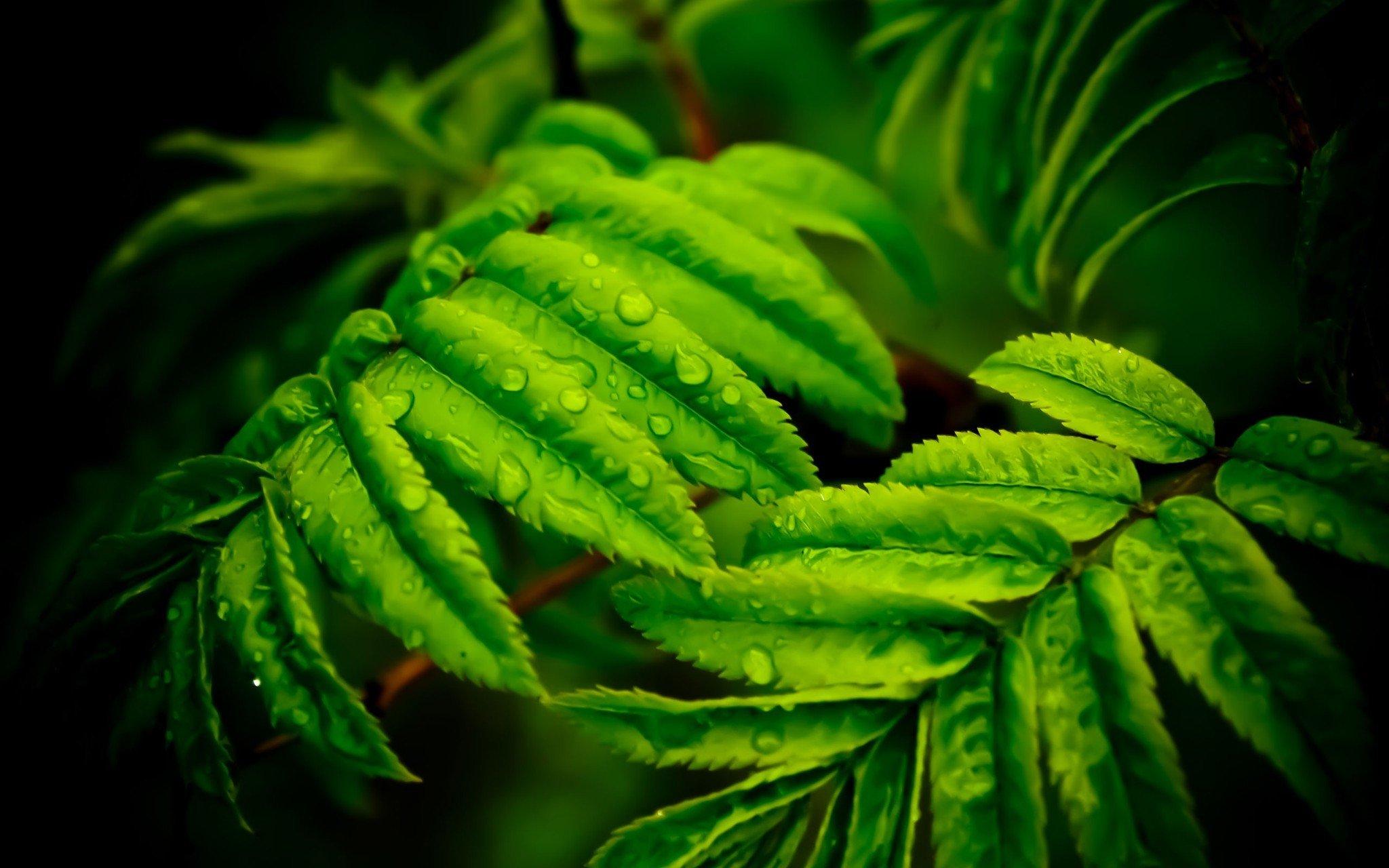 2048x1280 Green Leaves With Water Drops 18115 HD wallpaper