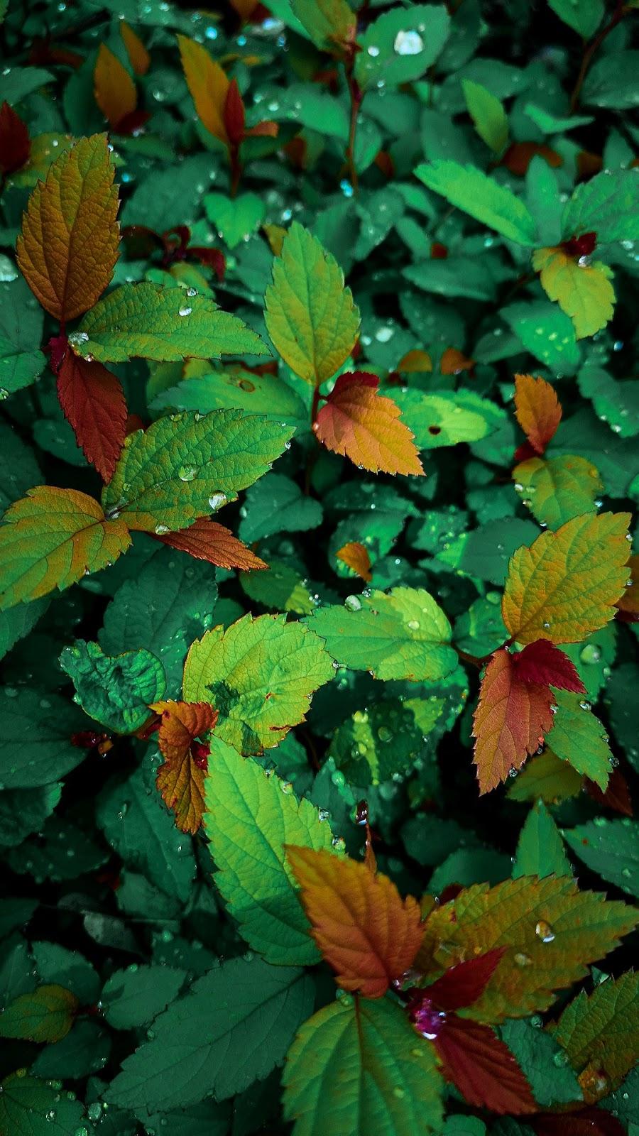 900x1600 Water Drops on leaves mobile wallpaper Mobile Walls