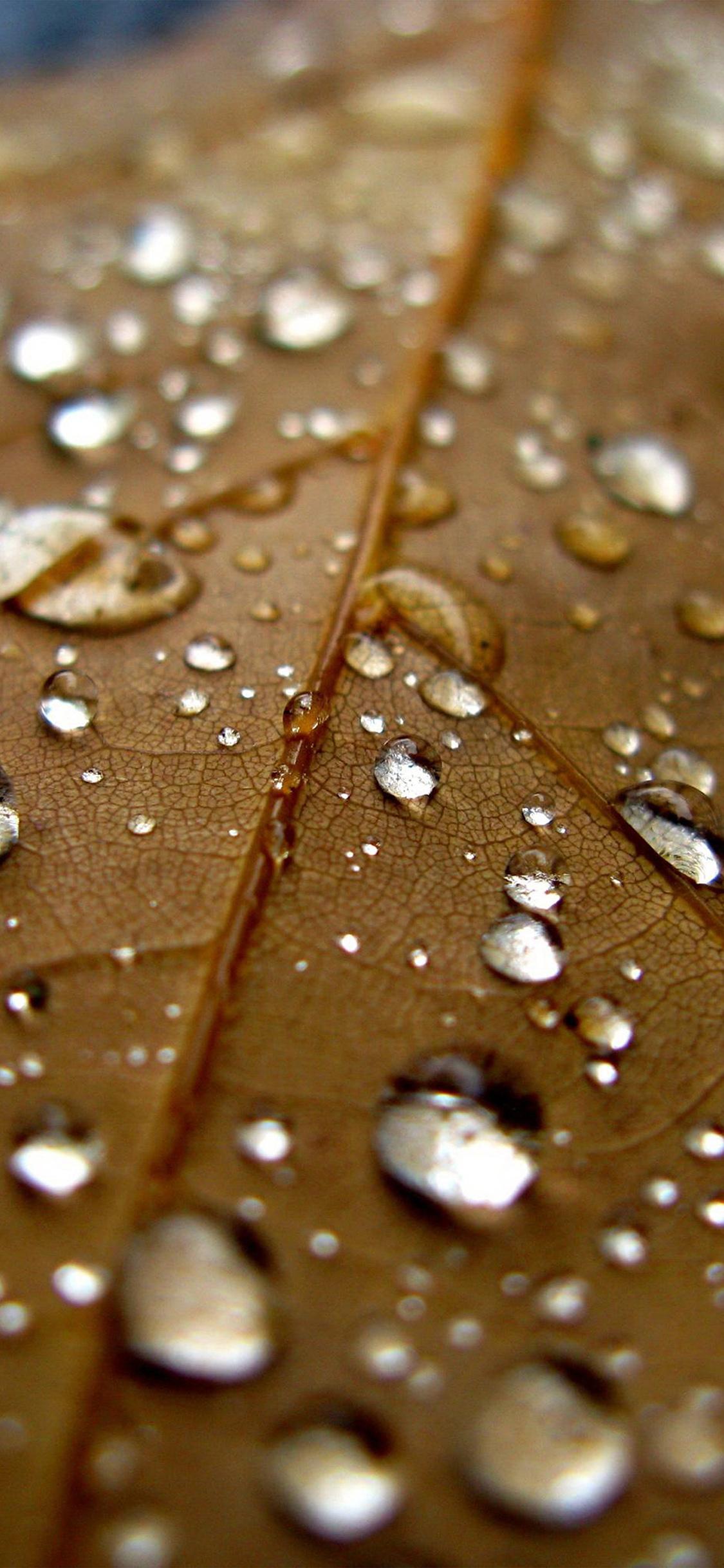 1125x2436 Leaf Rain Water Drop Bokeh Nature Wallpaper