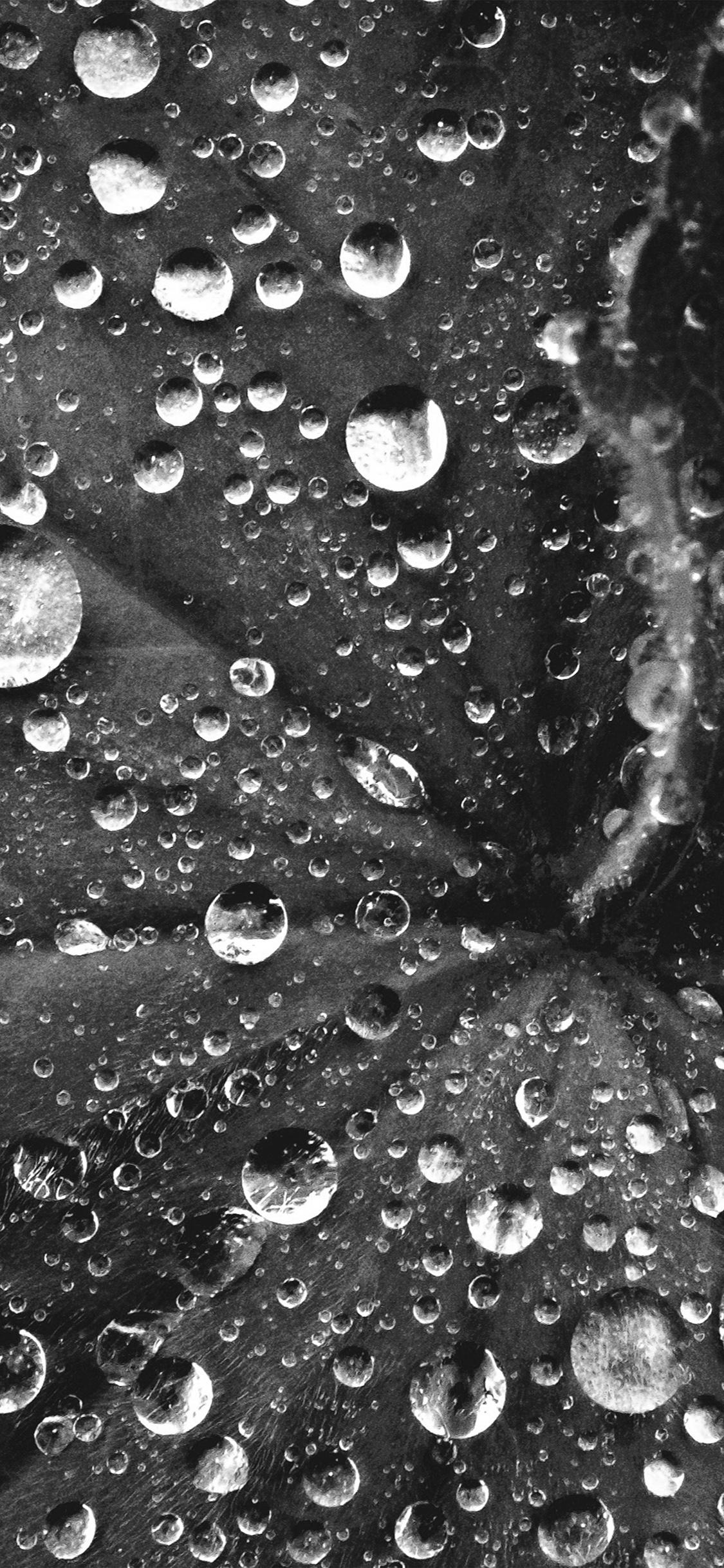 1125x2436 iPhone X wallpaper. water drop on leaf summer dark bw live