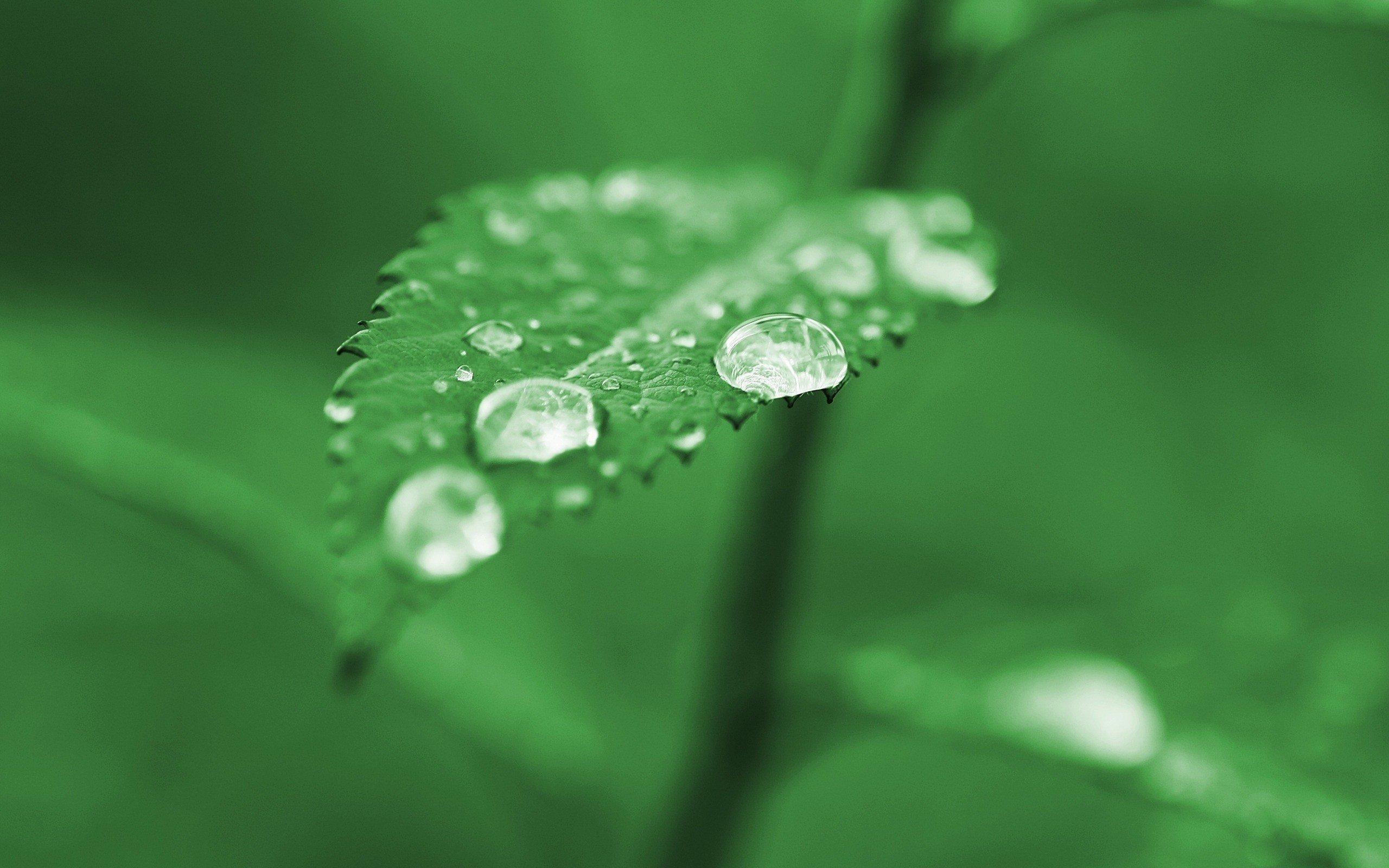 2560x1600 water drops, Leaves HD Wallpaper / Desktop and Mobile Image & Photo