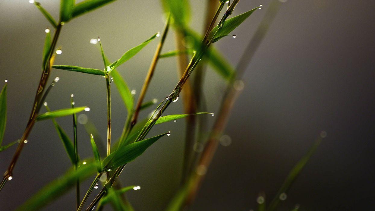 1244x700 Water Drops Macro Leaves wallpaperx1080