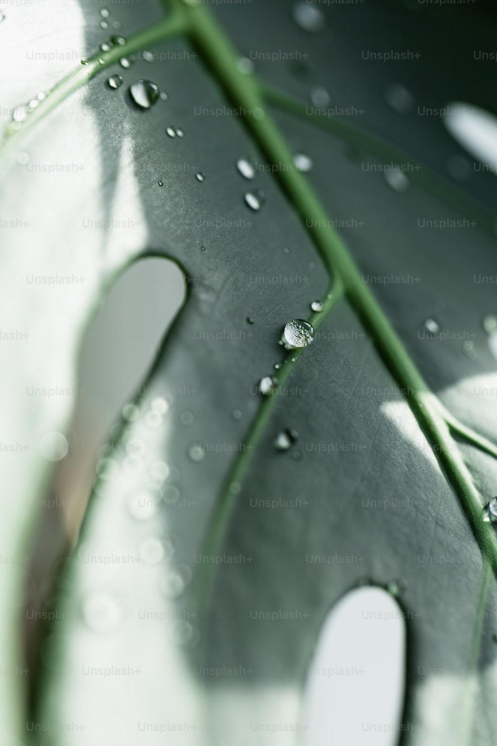 1000x1500 Water Droplets On A Leaf Picture. Download Free Image