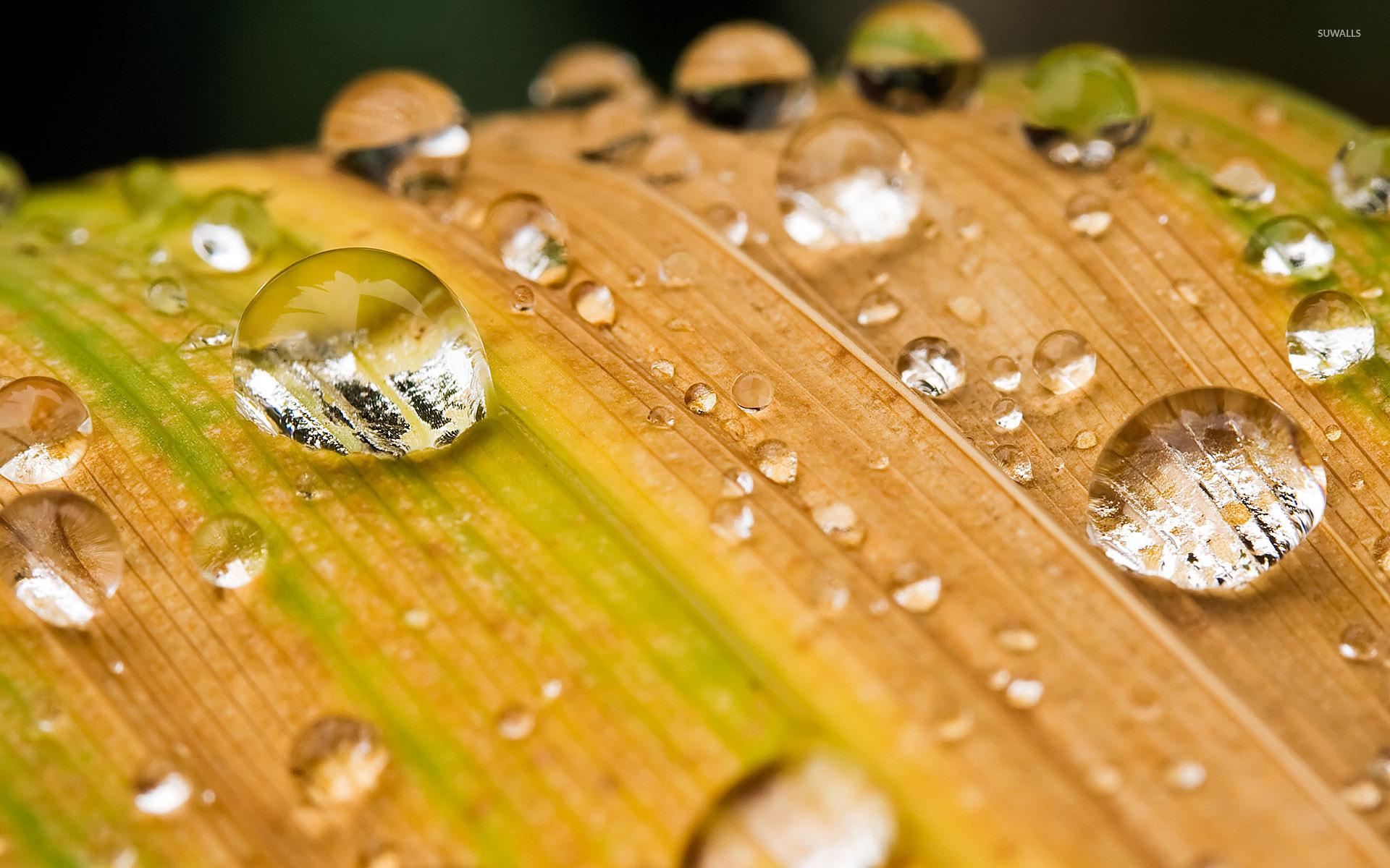 1920x1200 Water drops on a leaf wallpaper wallpaper
