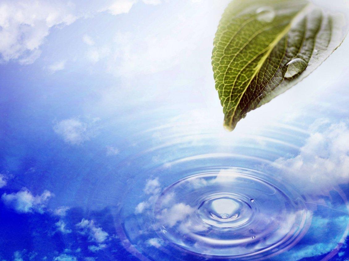 1130x847 Water drop on the mint leaf