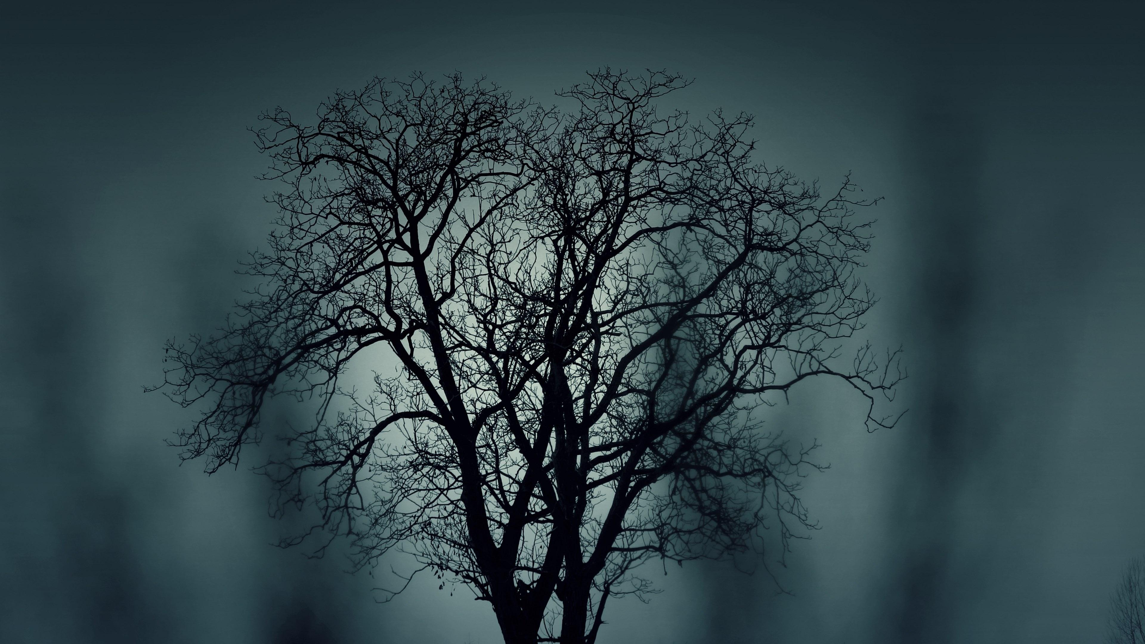 3840x2160 Wallpaper / tree silhouette mysterious halloween black dark 4k wallpaper free download