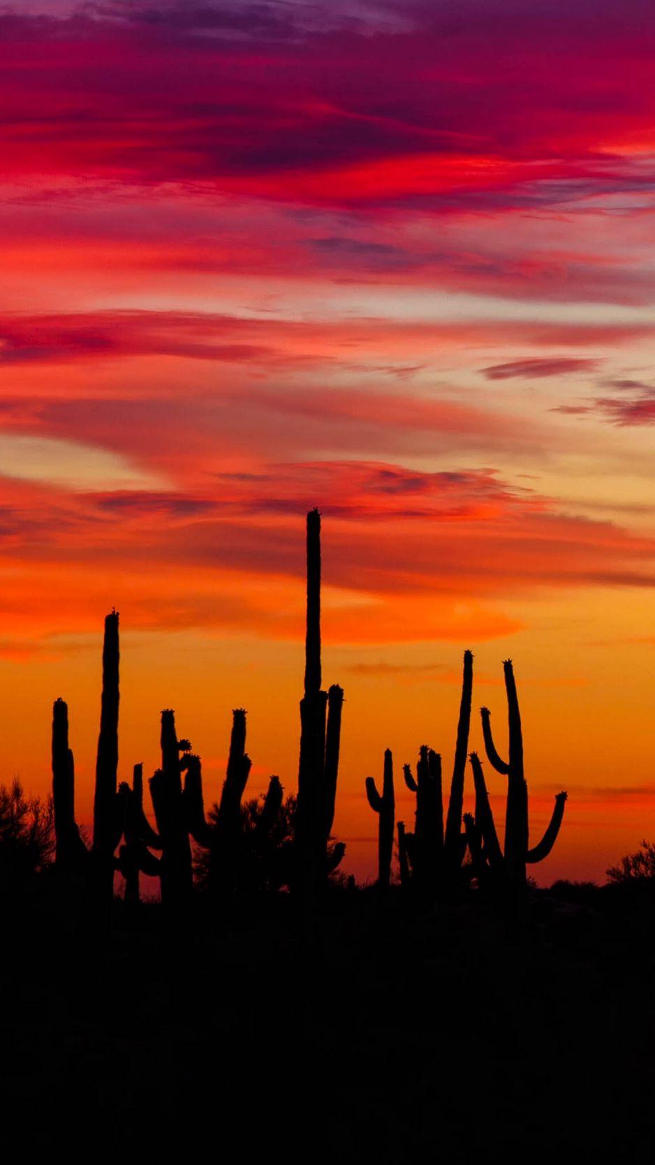938x1668 Download Wallpaper 938x1668 Cacti, Sunset, Silhouettes, Arizona Iphone 8 7 6s 6 For Parallax HD Background