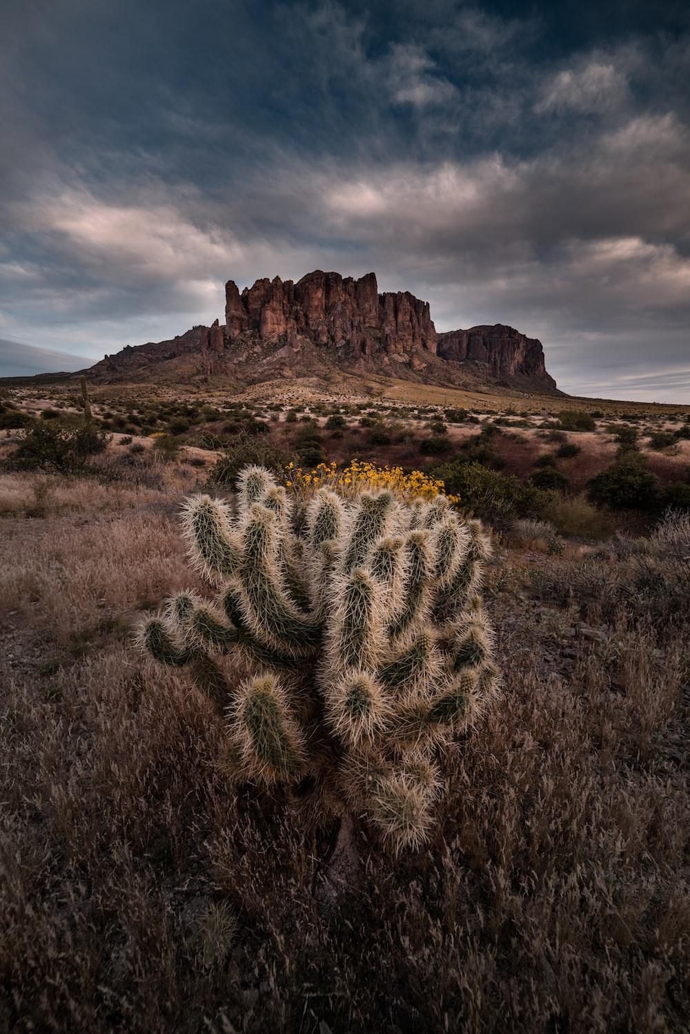 1000x1498 green cactus on brown field under cloudy sky during daytime photo