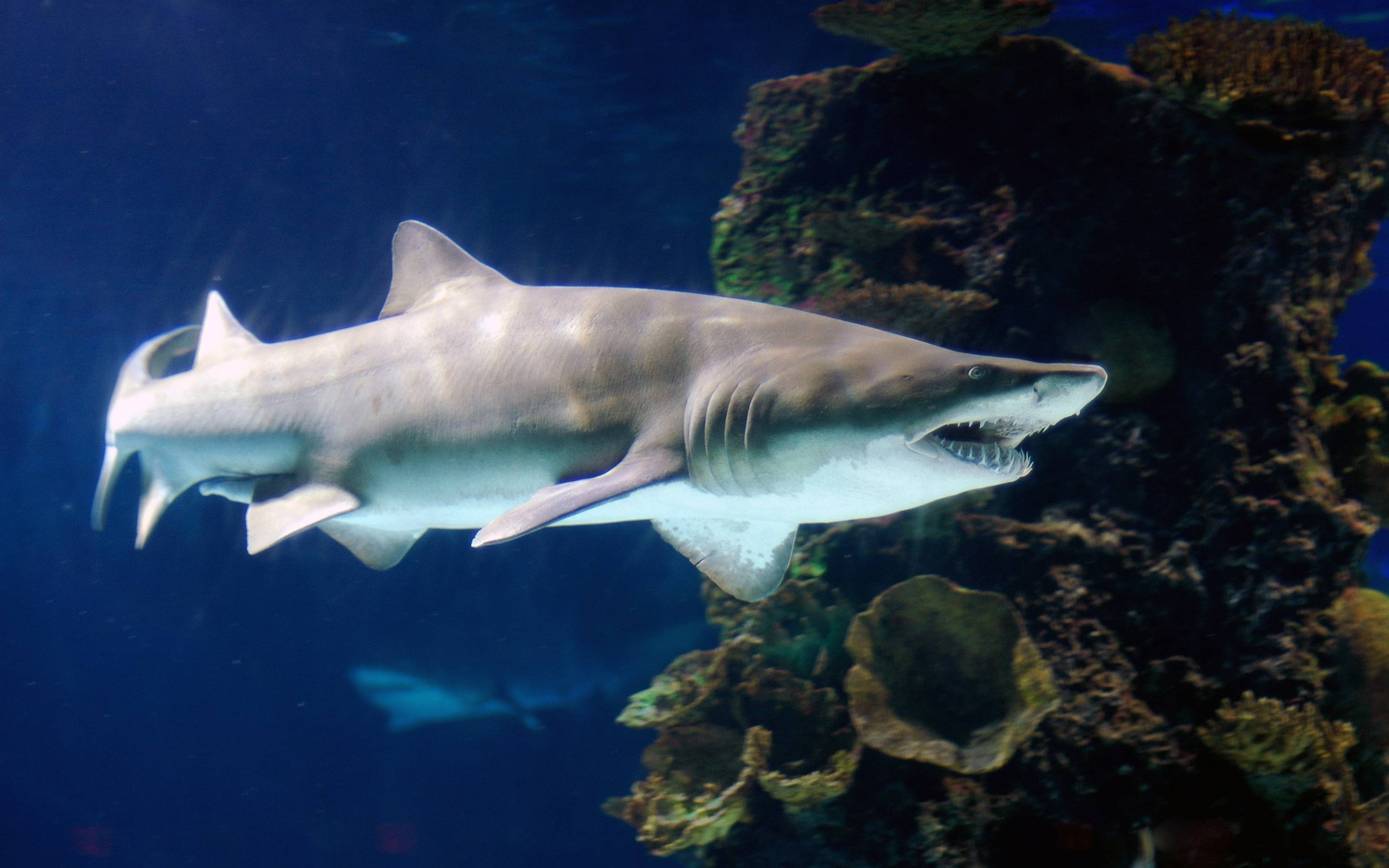 3200x2000 Tiger Shark Wallpaper