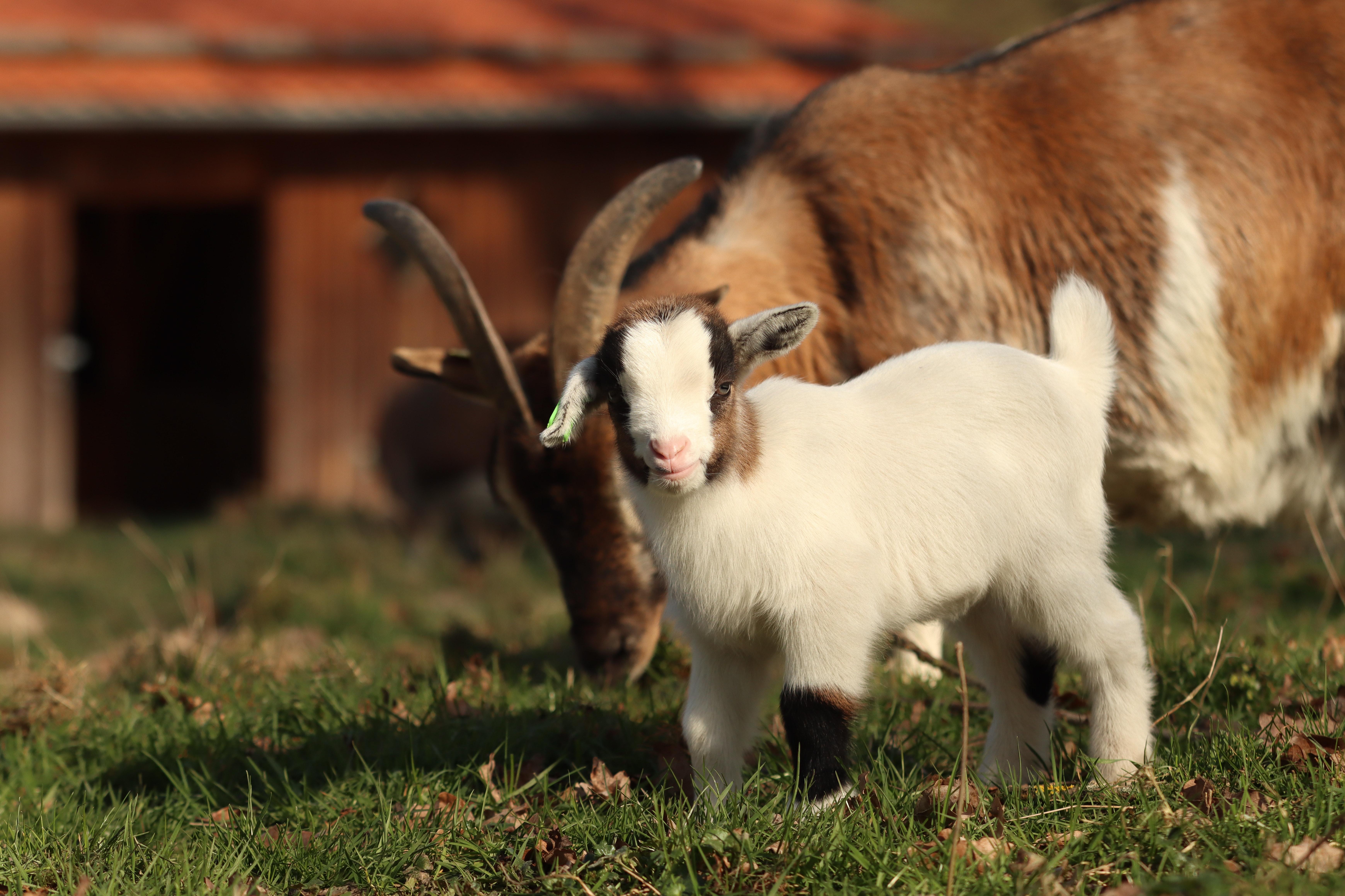 6960x4640 Baby Goat Photo, Download The BEST Free Baby Goat & HD Image