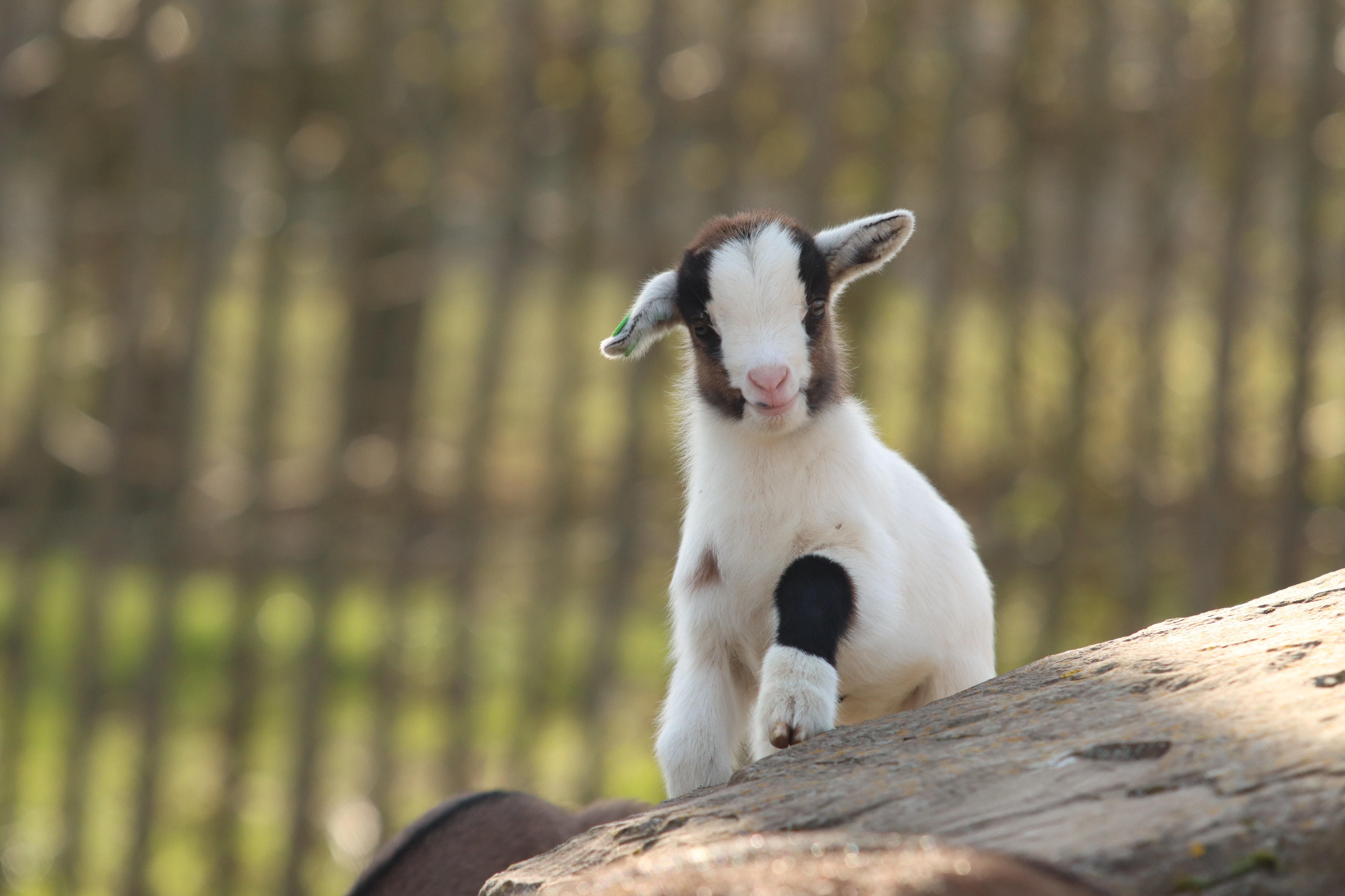 6960x4640 Baby Goat Photo, Download The BEST Free Baby Goat & HD Image