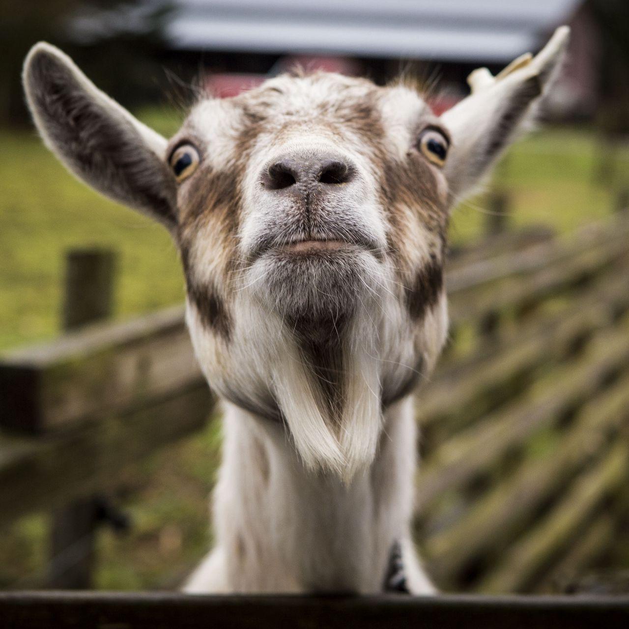 Cool Goat Wallpapers - Top Free Cool Goat Backgrounds - WallpaperAccess