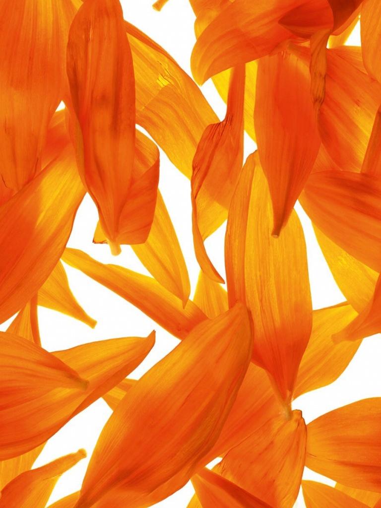 Orange iPad Wallpapers Top Free Orange iPad Backgrounds WallpaperAccess