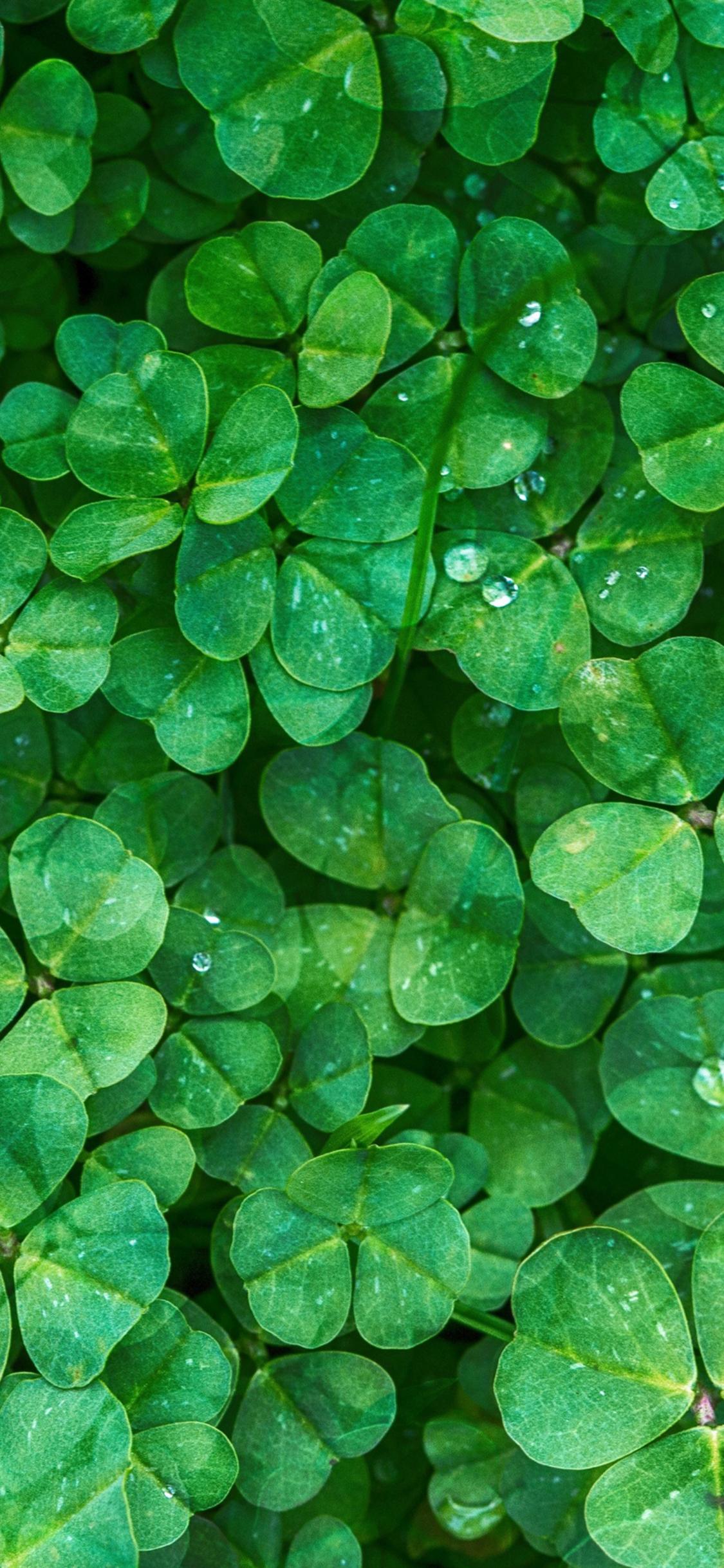 1125x2436 4K Lucky St. Patrick's Day Wallpaper
