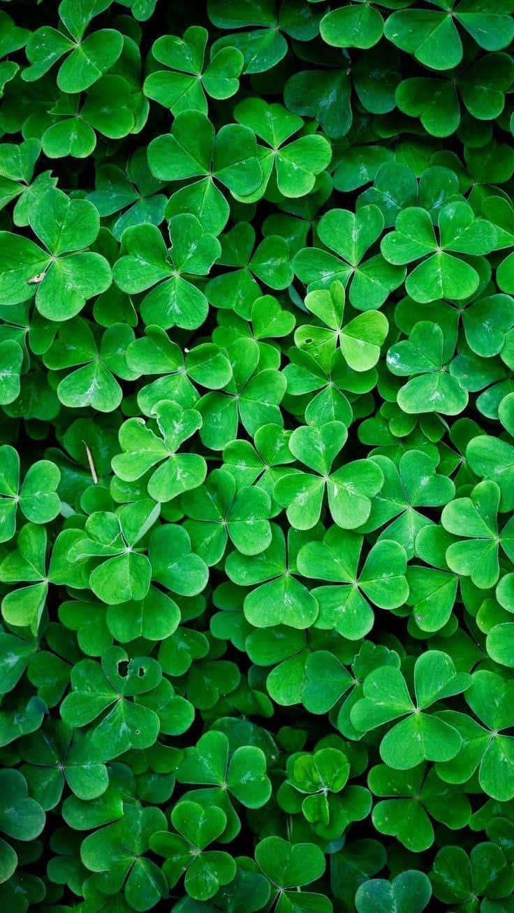 736x1308 Free Green Nature iPhone Wallpaper Downloads, Green Nature iPhone Wallpaper for FREE