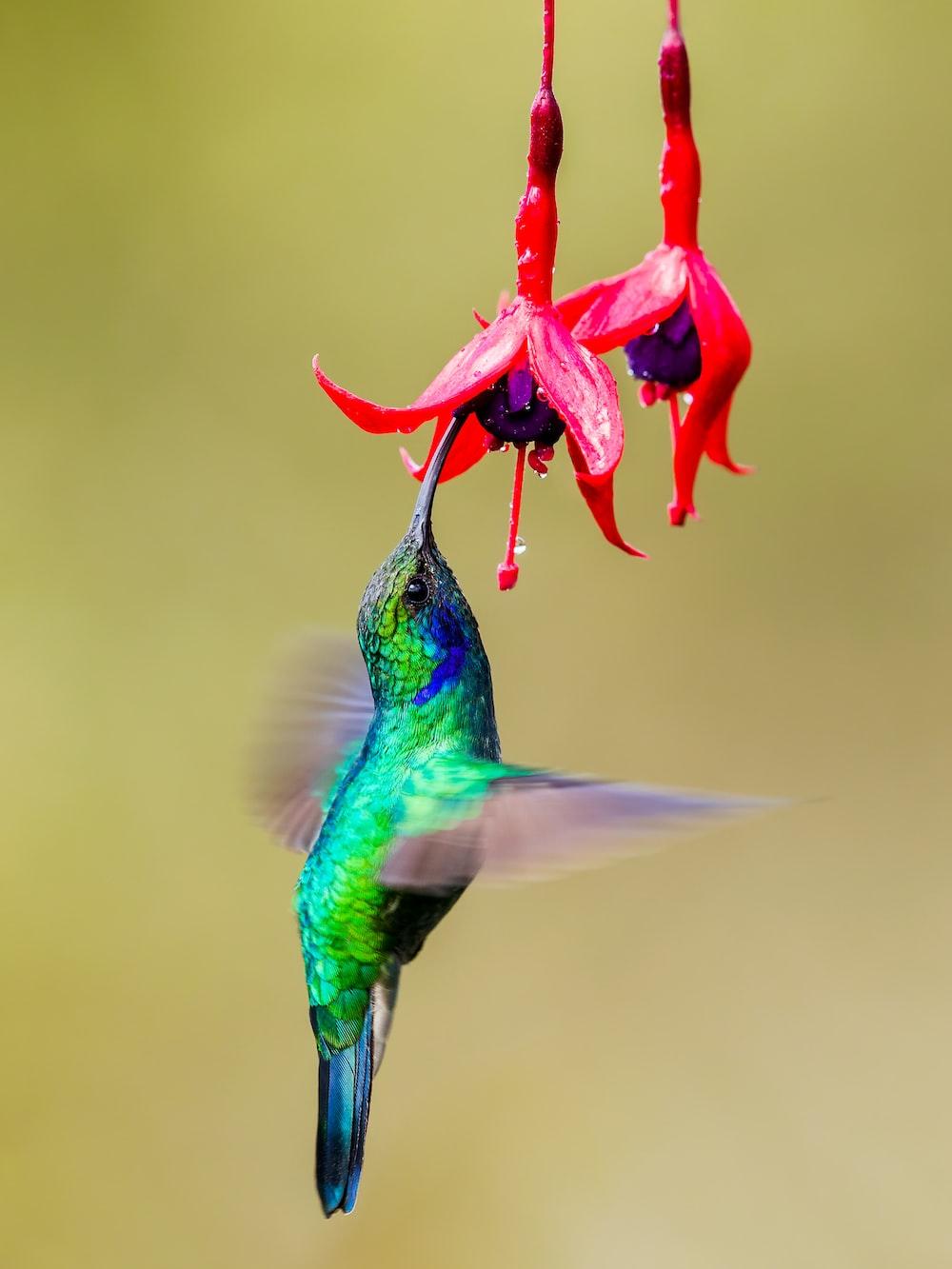 1000x1333 Hummingbird Picture [HD]. Download Free Image