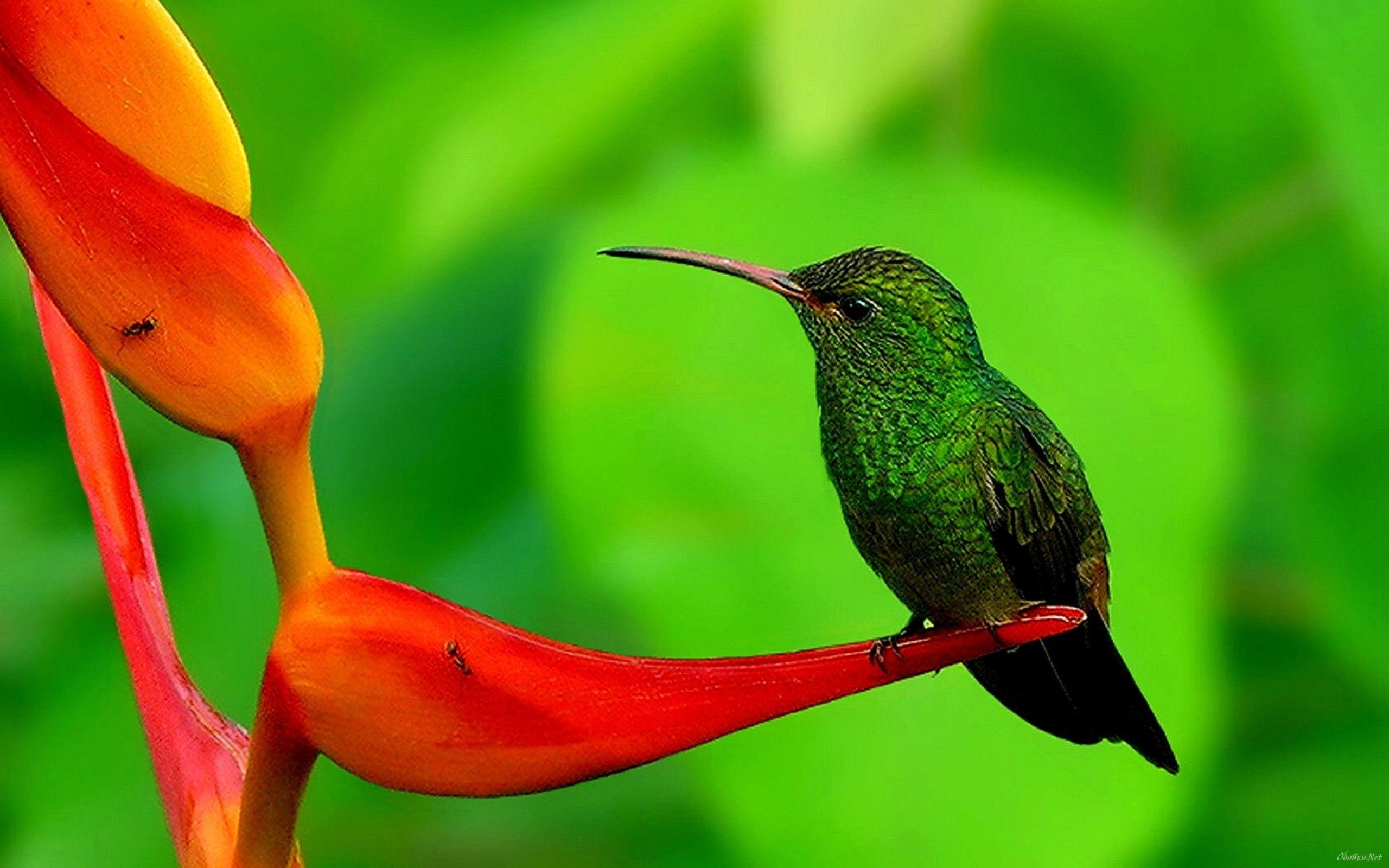 2560x1600 Hummingbird Computer Wallpaper, Desktop Backgroundx1600. Most beautiful birds, Bird photography, Beautiful birds