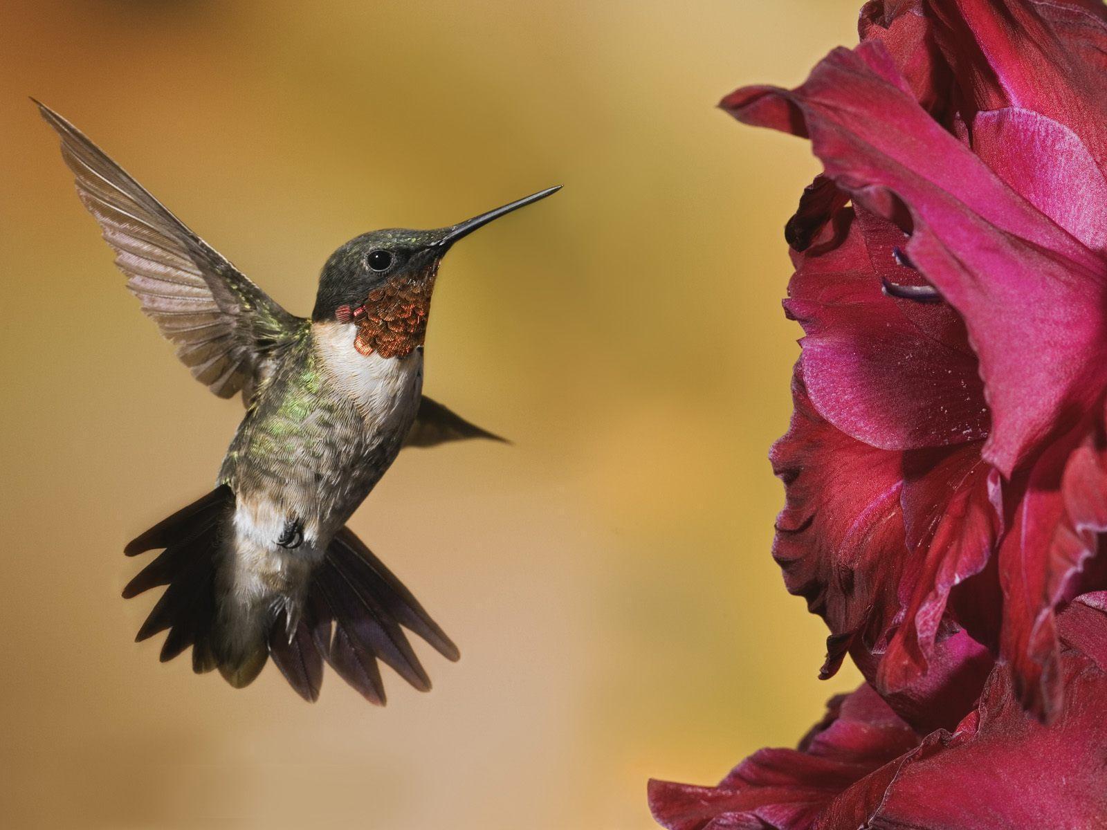1600x1200 Free Hummingbird Wallpaper