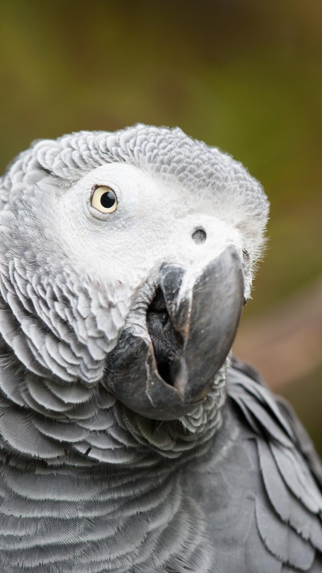 1080x1920 Wallpaper African grey parrot, cute animals, funny, blur, Animals