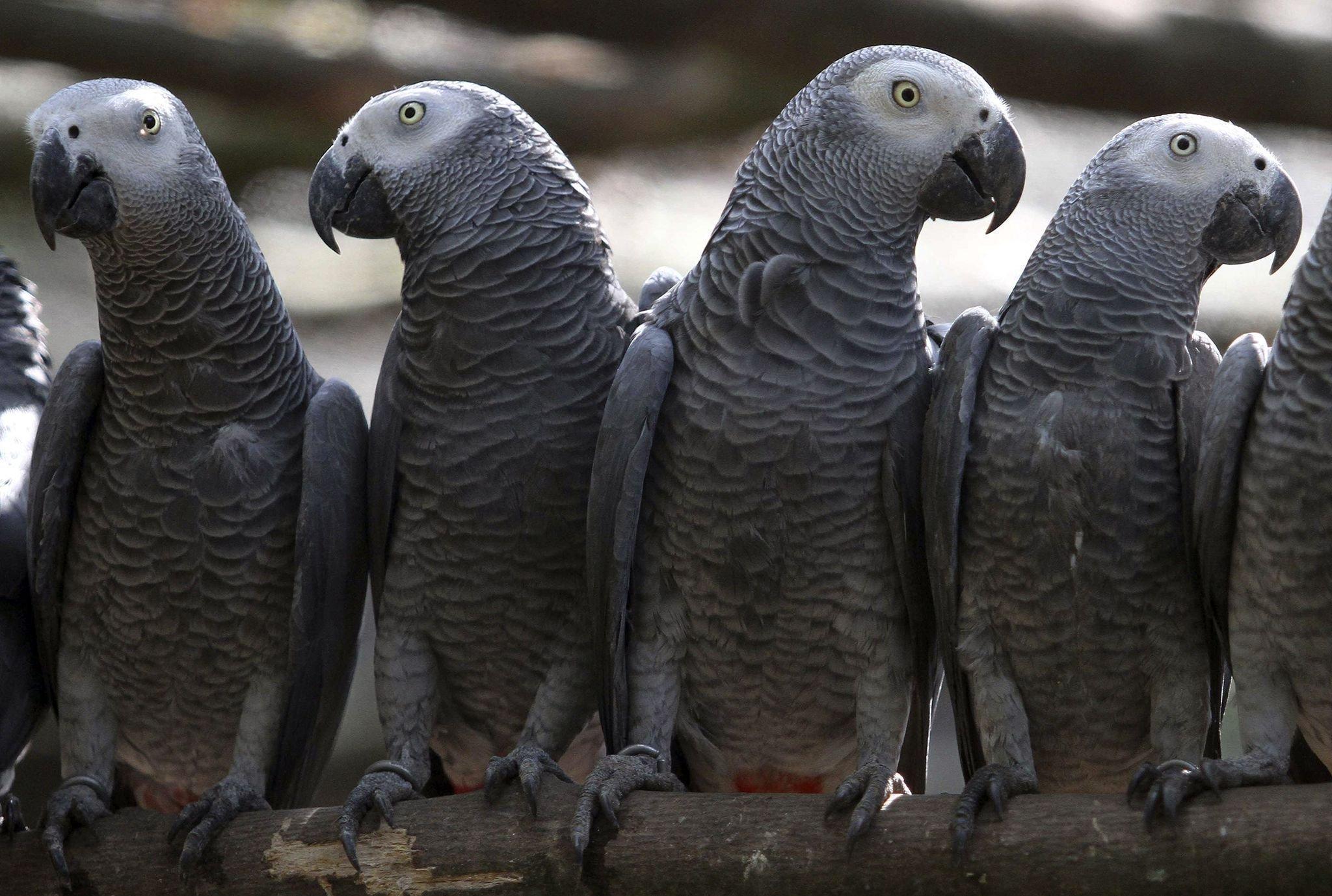 2048x1378 Buy African Grey Parrots In USA