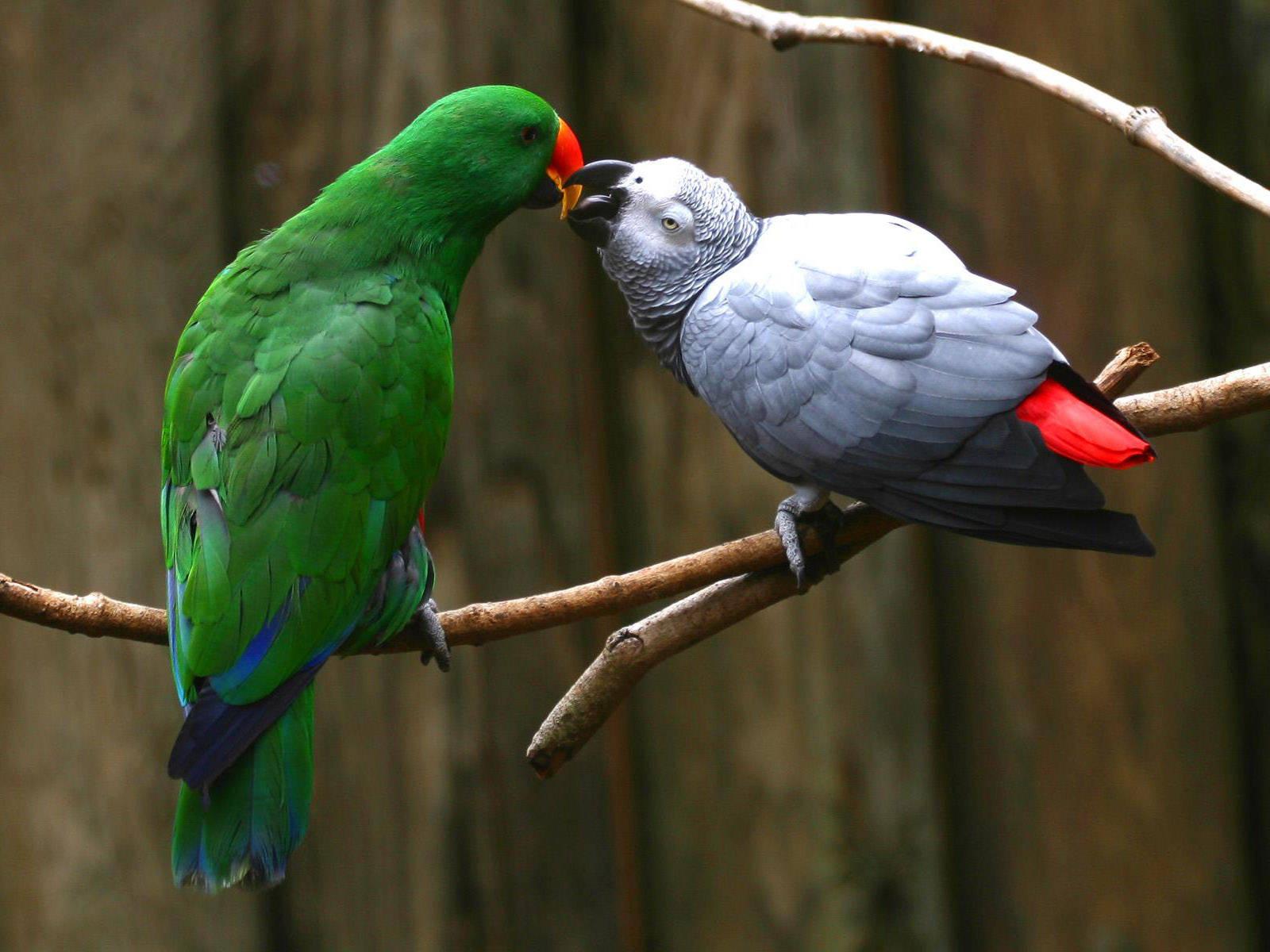 African Grey Parrot Wallpapers - Top Free African Grey Parrot ...