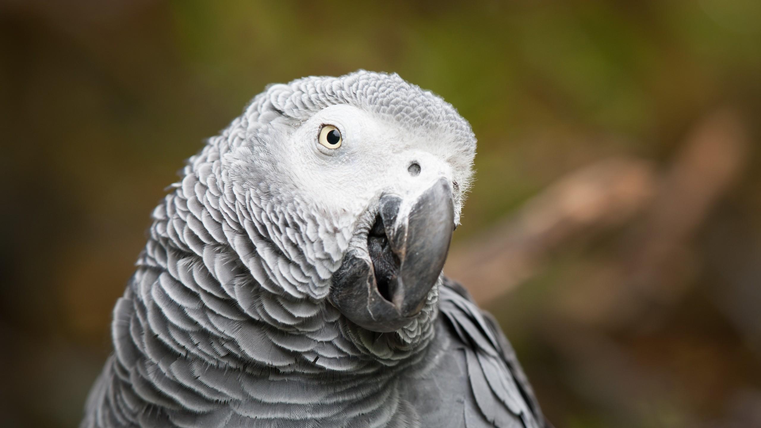 2560x1440 Wallpaper African grey parrot, cute animals, funny, blur, Animals