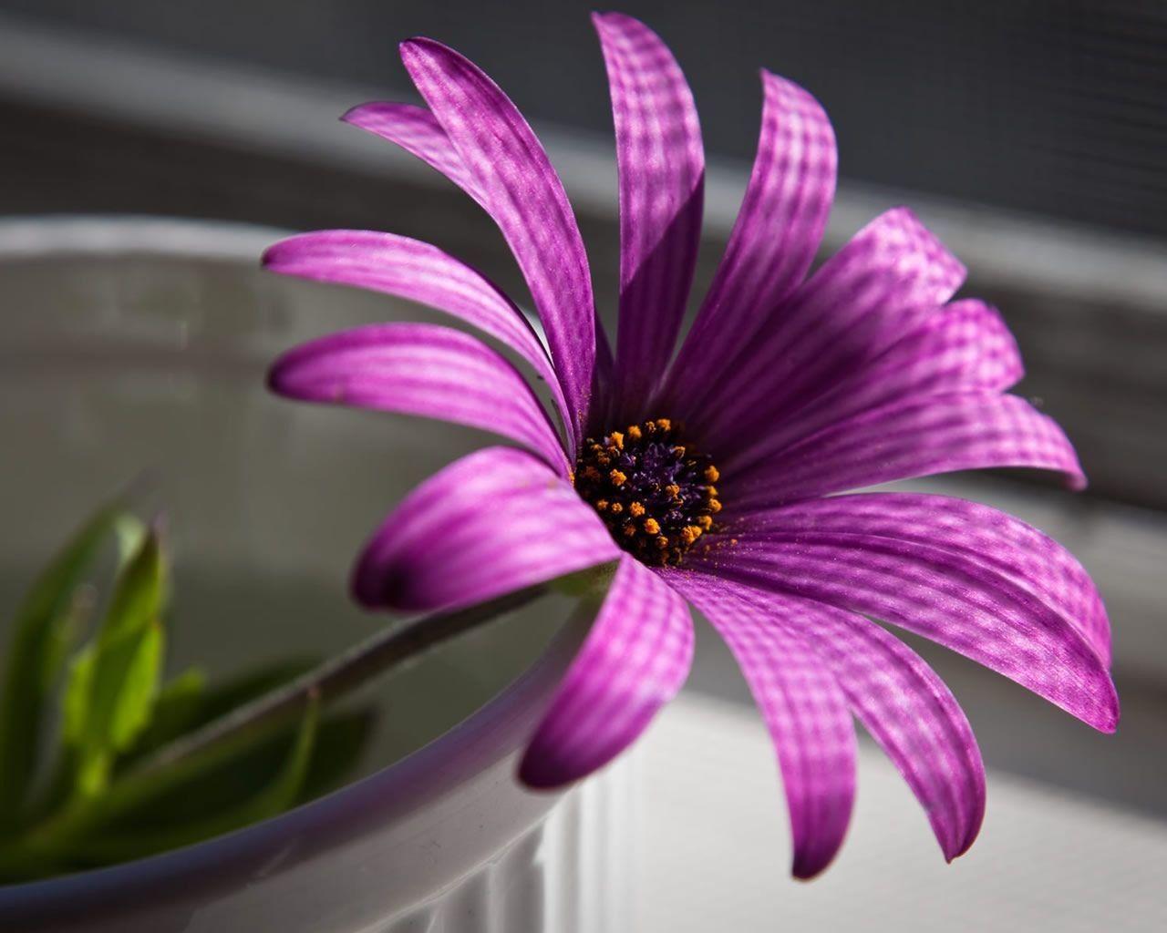 1280x1024 Best Of Purple Flowers Wallpaper