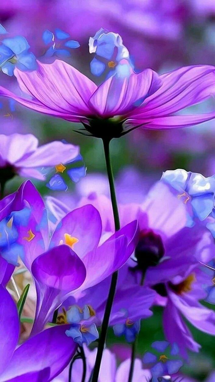 706x1255 Field Of Purple Flowers 2 Wallpaper Best Of Purple forest Nature