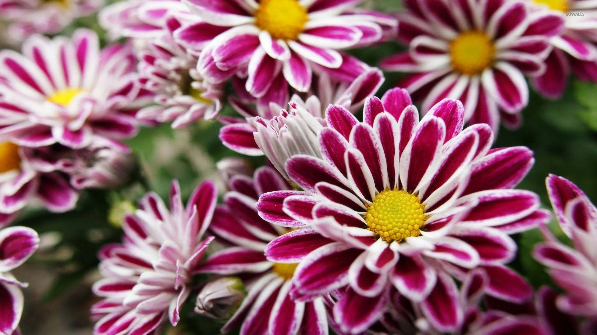 1920x1080 Purple Floral Wallpaper Border Great Purple Flowers with White