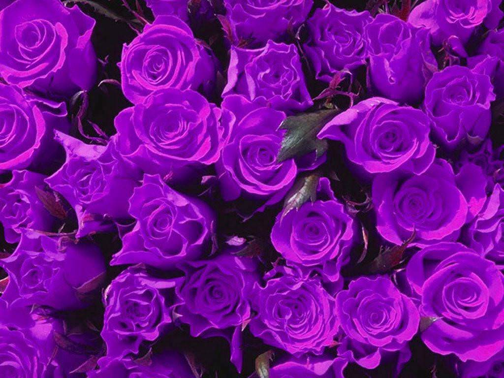 Blue and Purple Rose Wallpapers - Top Free Blue and Purple Rose ...